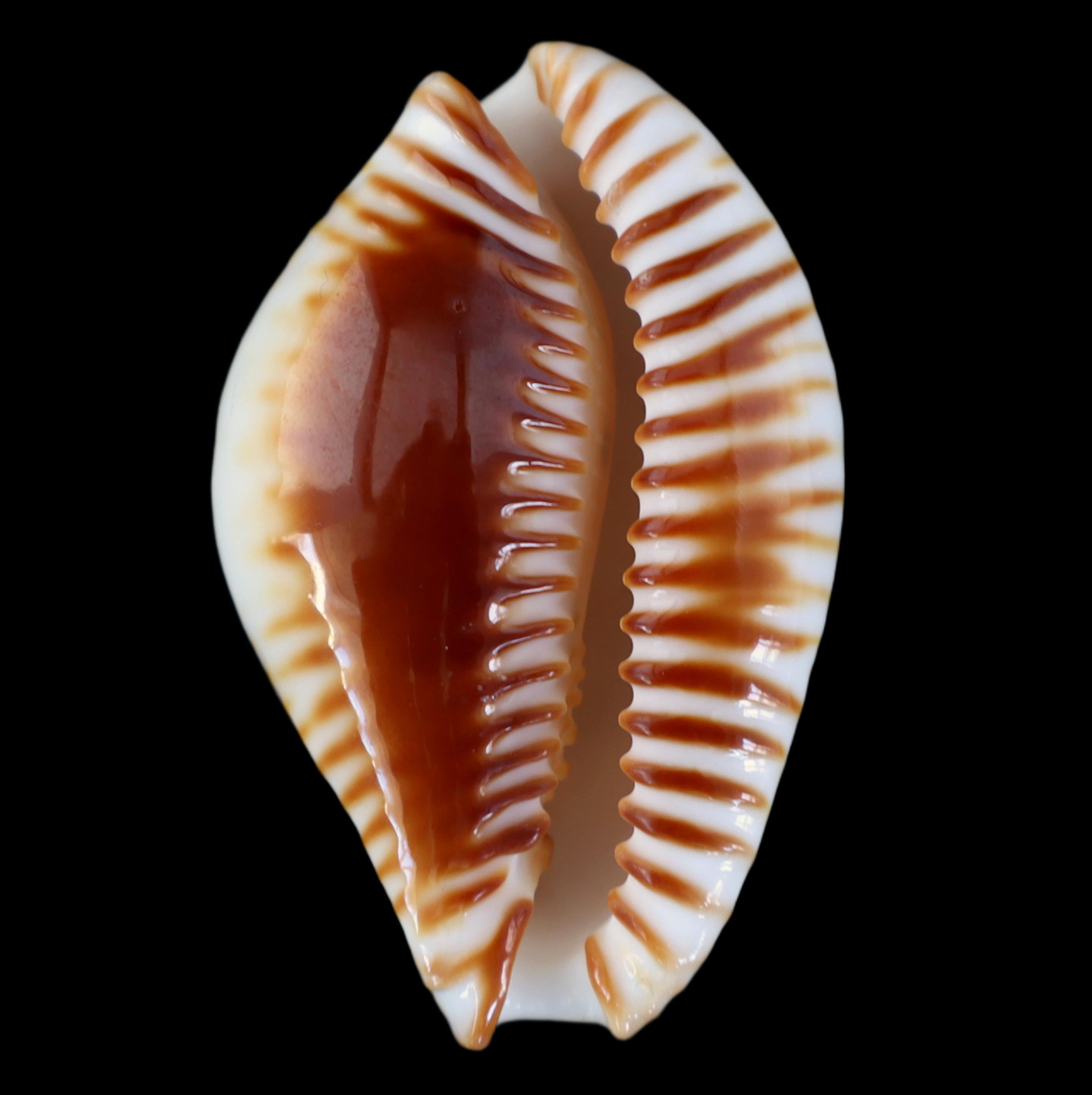 CY456 Perisserosa guttata azumai
