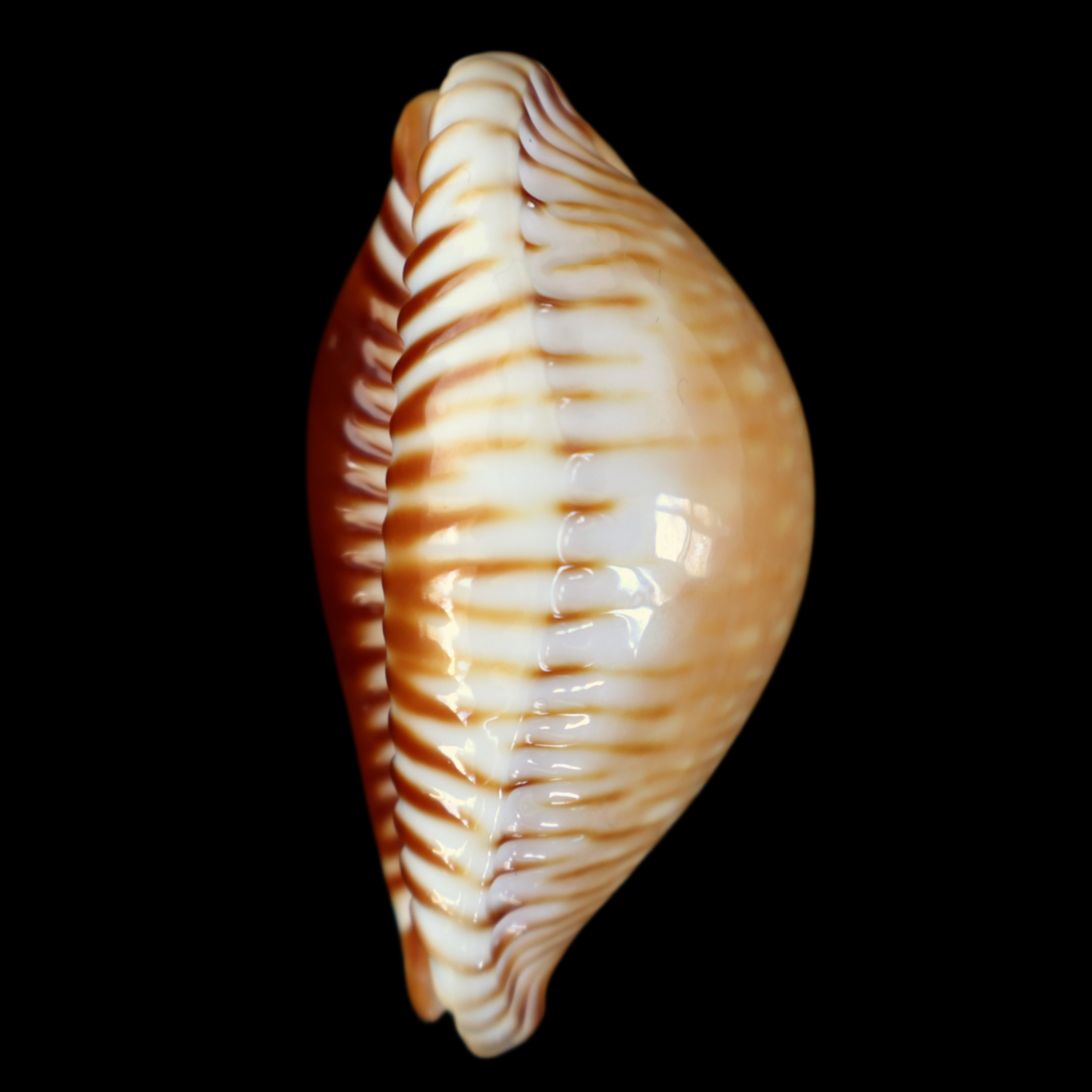 CY456 Perisserosa guttata azumai