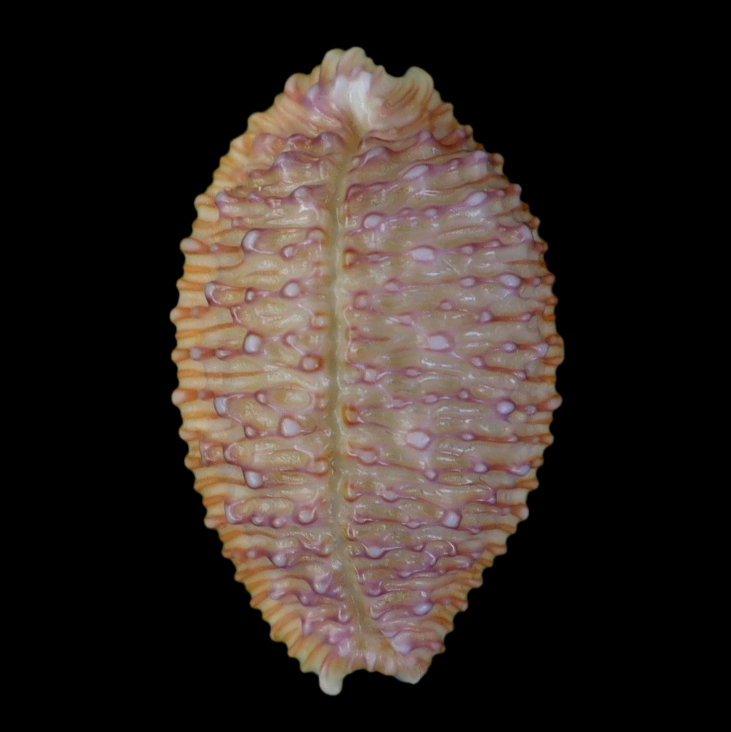 CY221 Nucleolaria cassiaui