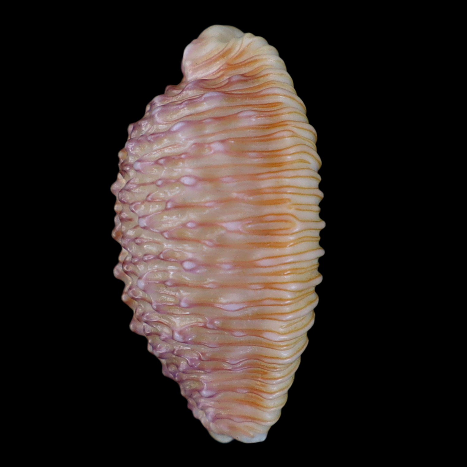 CY221 Nucleolaria cassiaui