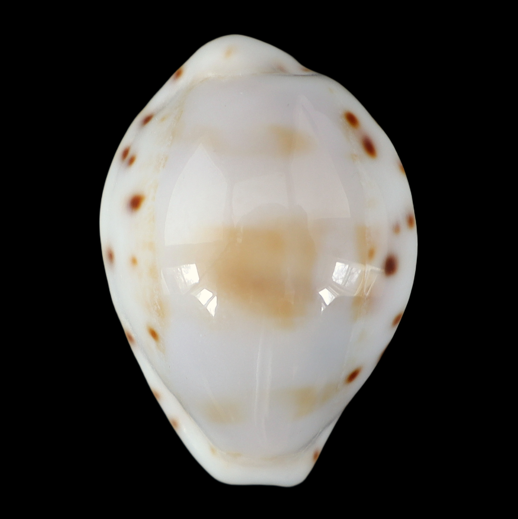 CY247 Talostolida latior
