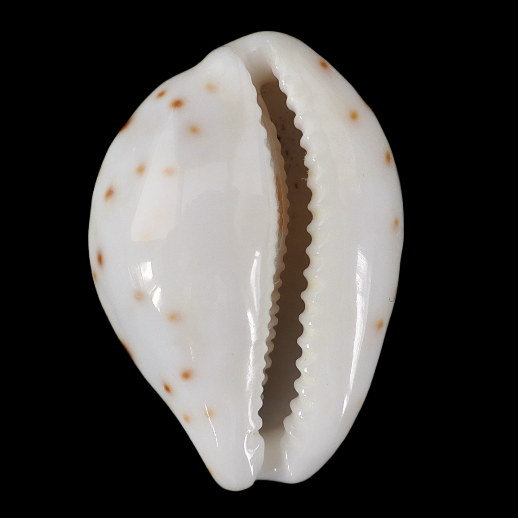 CY247 Talostolida latior