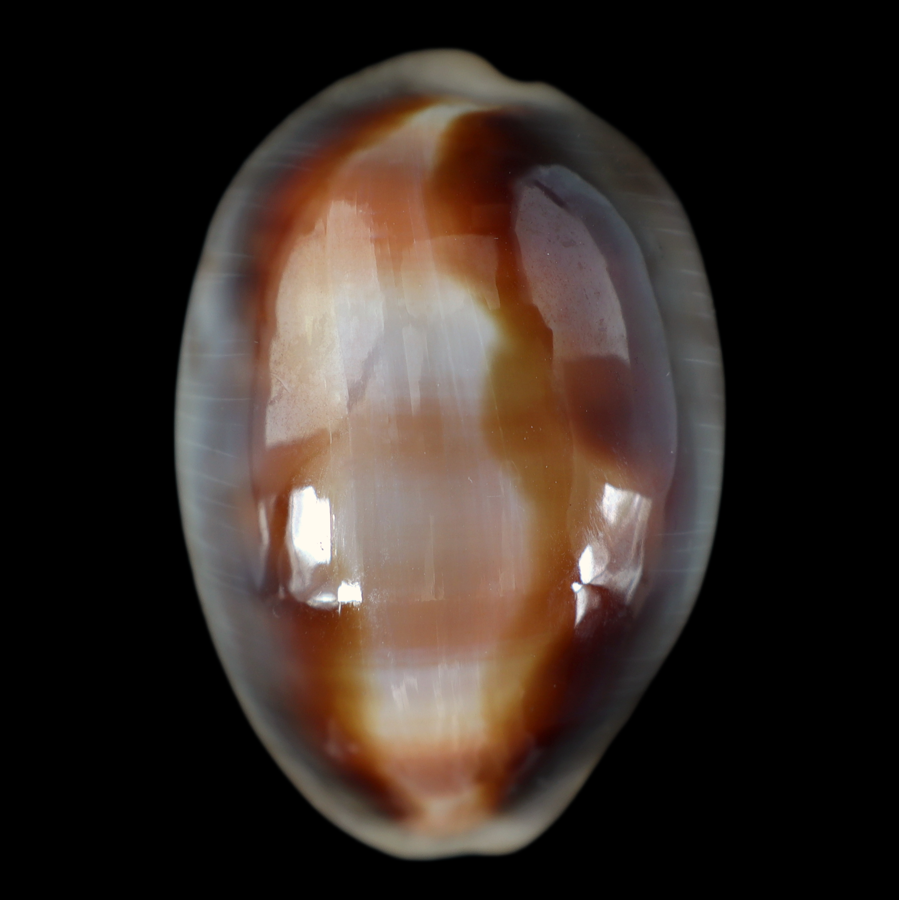 CY549 Lyncina ventriculus johnclarki
