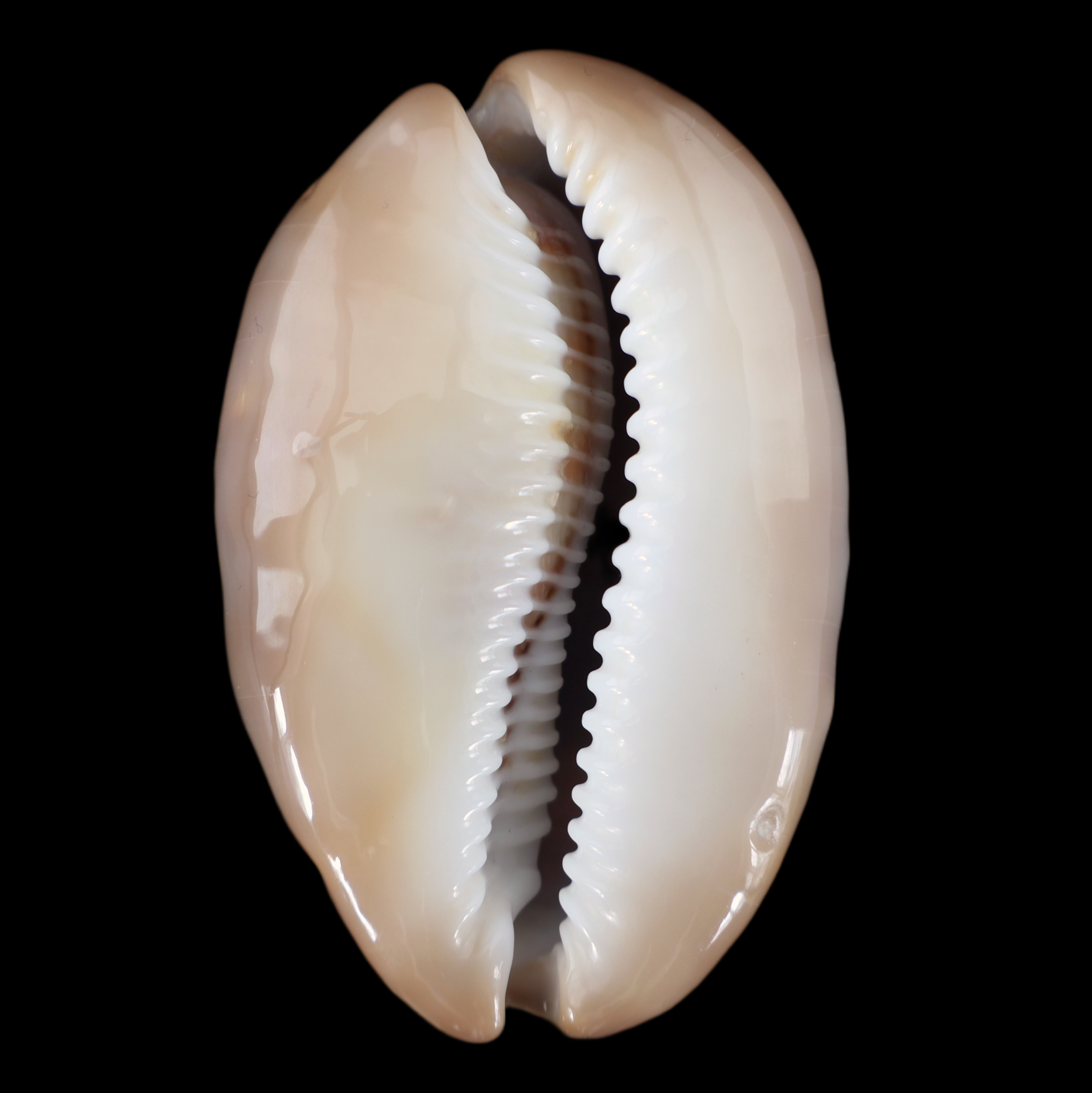 CY549 Lyncina ventriculus johnclarki