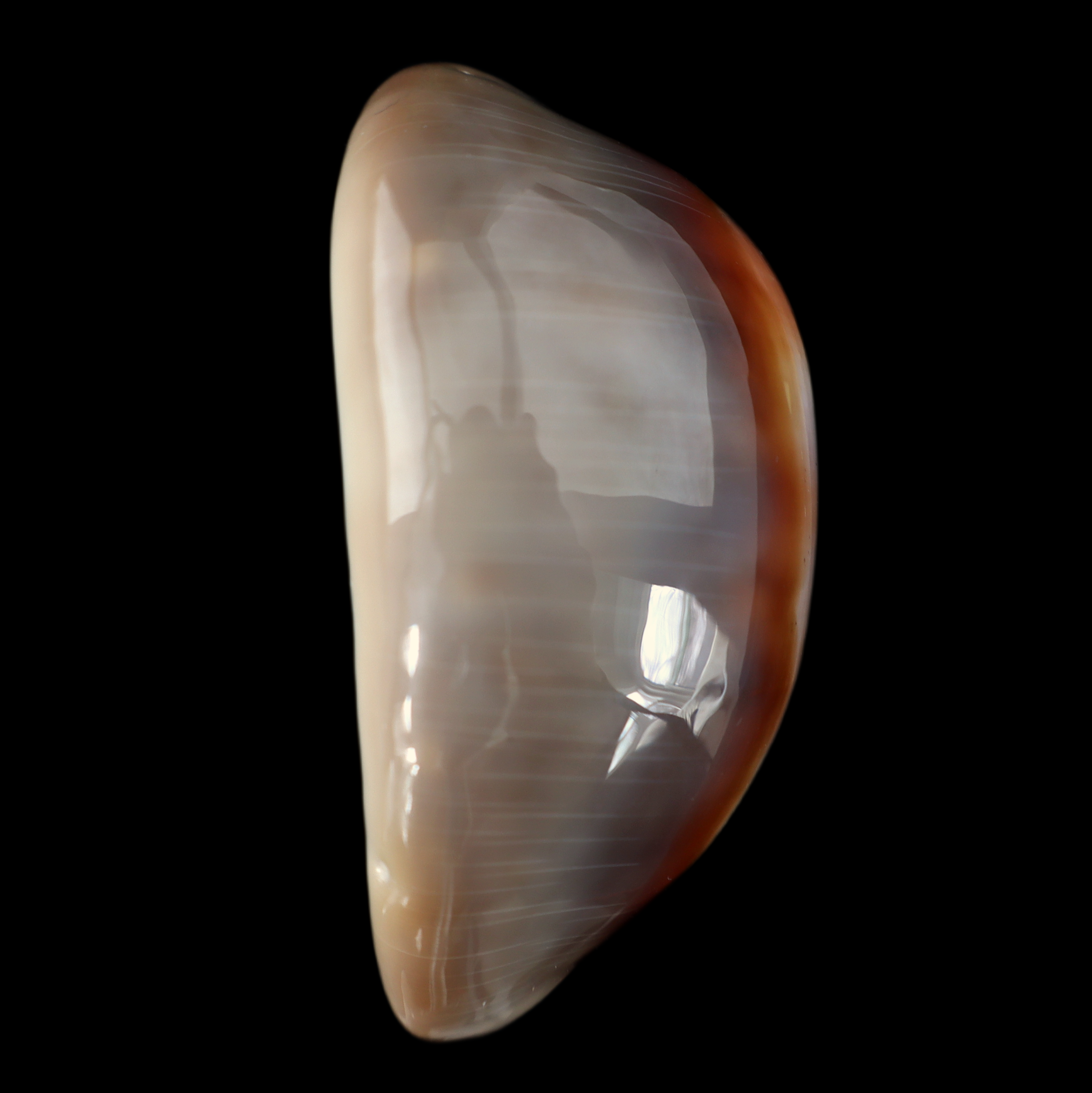 CY549 Lyncina ventriculus johnclarki