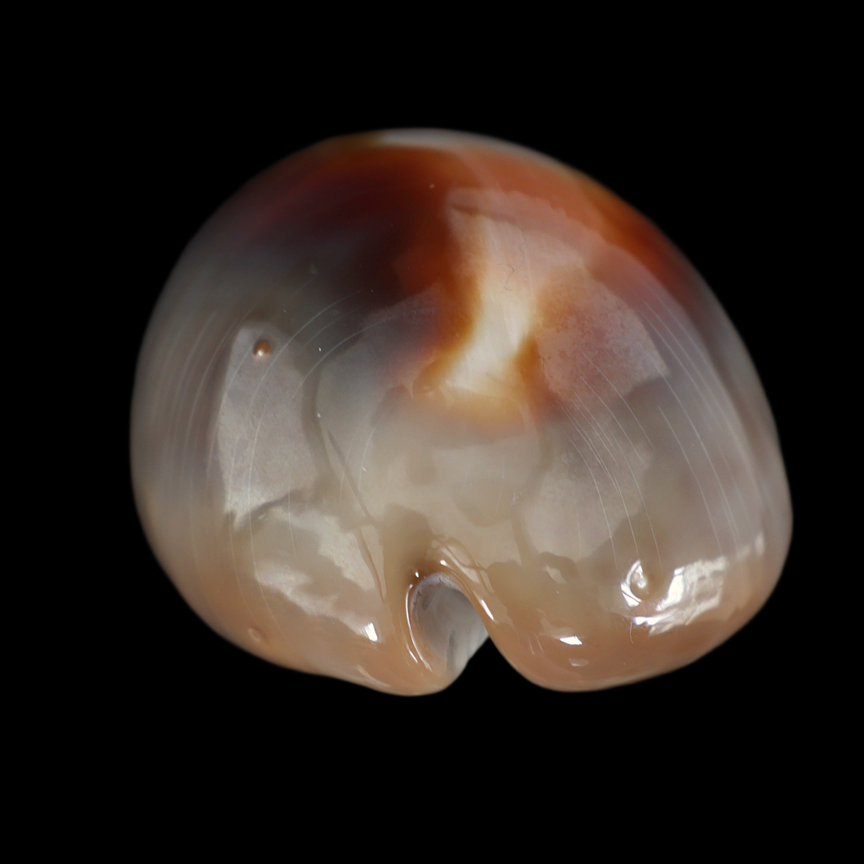 CY549 Lyncina ventriculus johnclarki