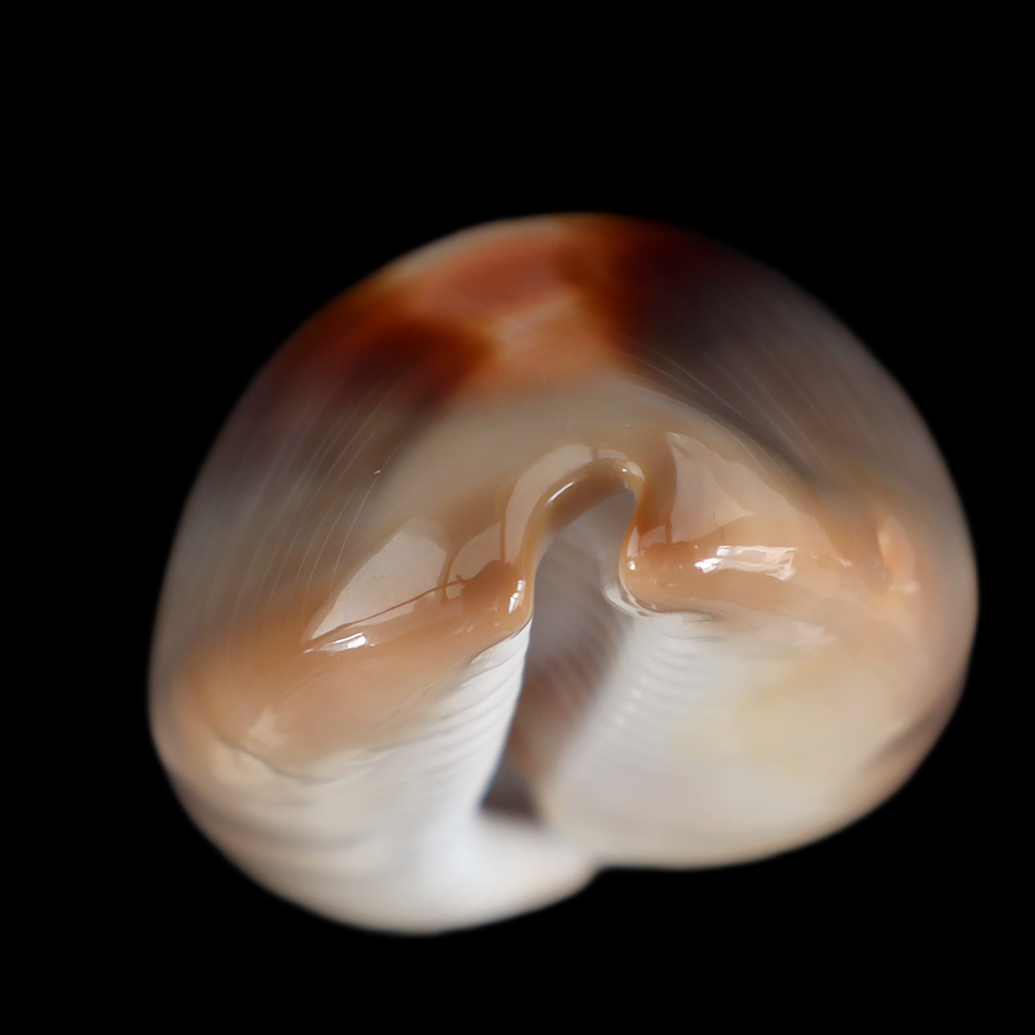 CY549 Lyncina ventriculus johnclarki