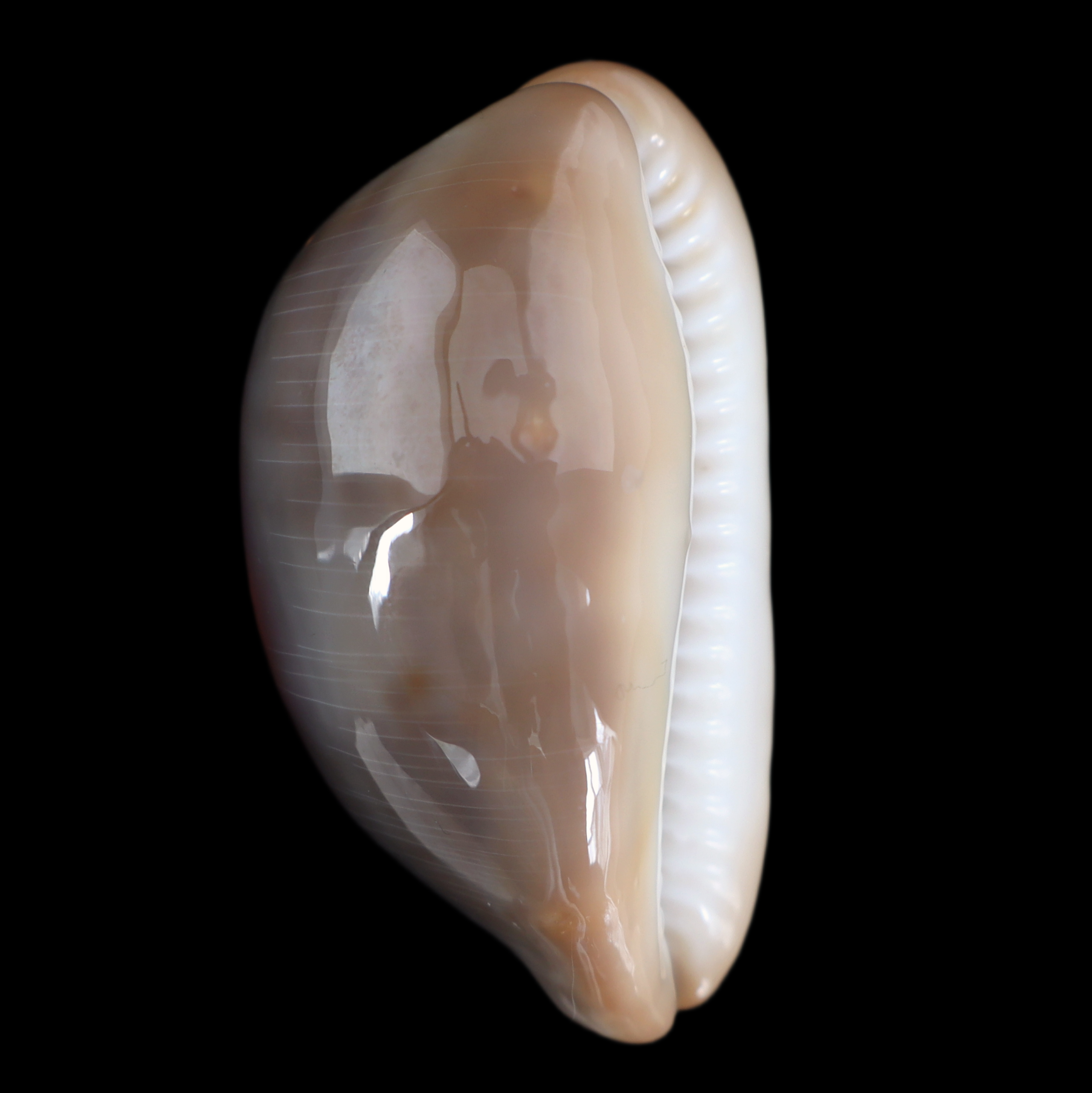 CY549 Lyncina ventriculus johnclarki