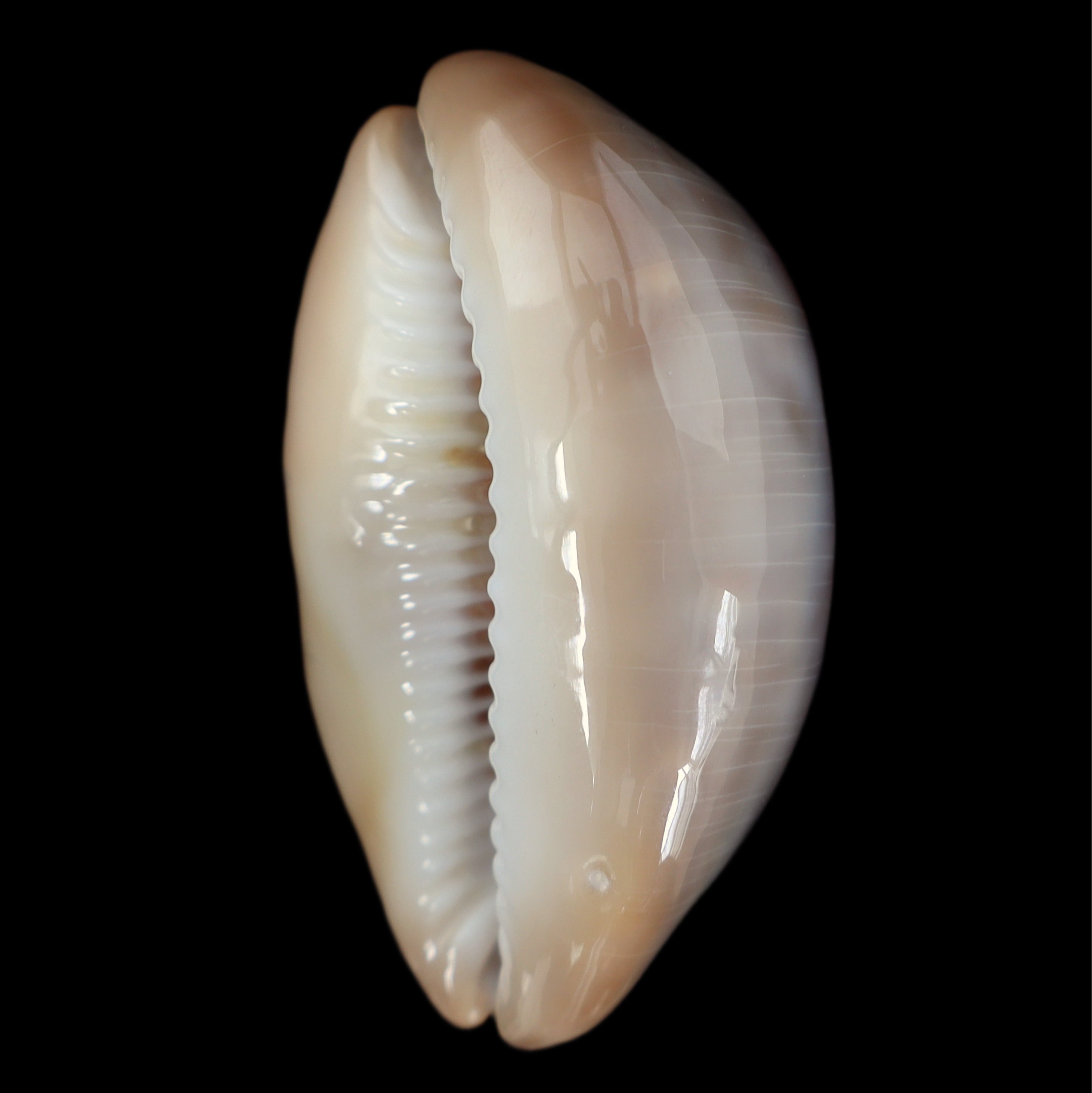 CY549 Lyncina ventriculus johnclarki