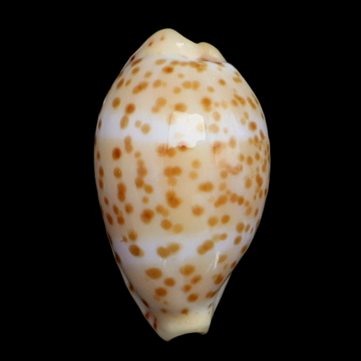 CY118 Palmadusta johnsonorum