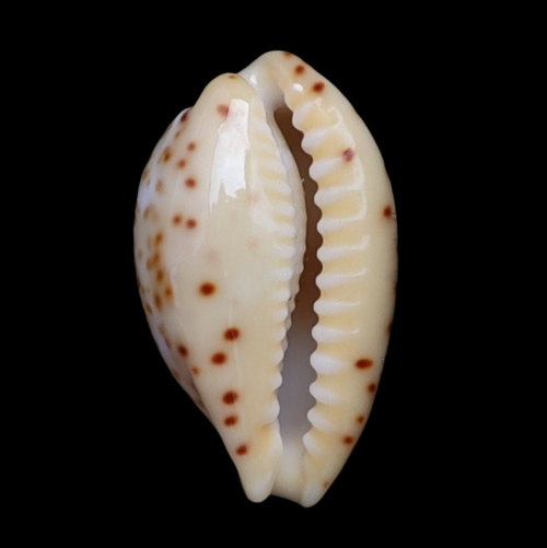 CY118 Palmadusta johnsonorum