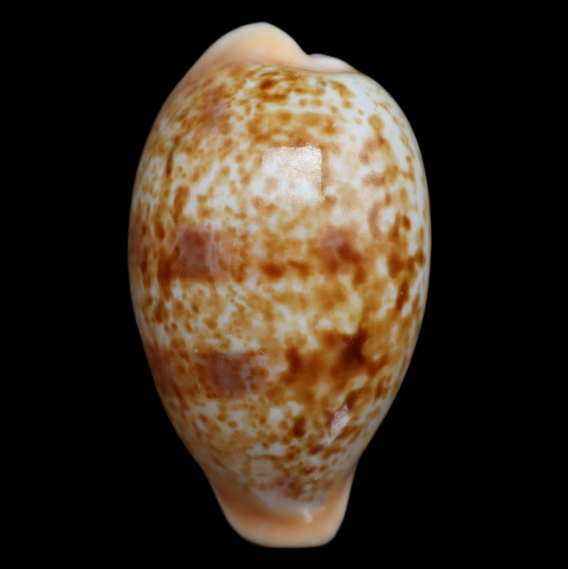 CY326 Schilderina ichnusa
