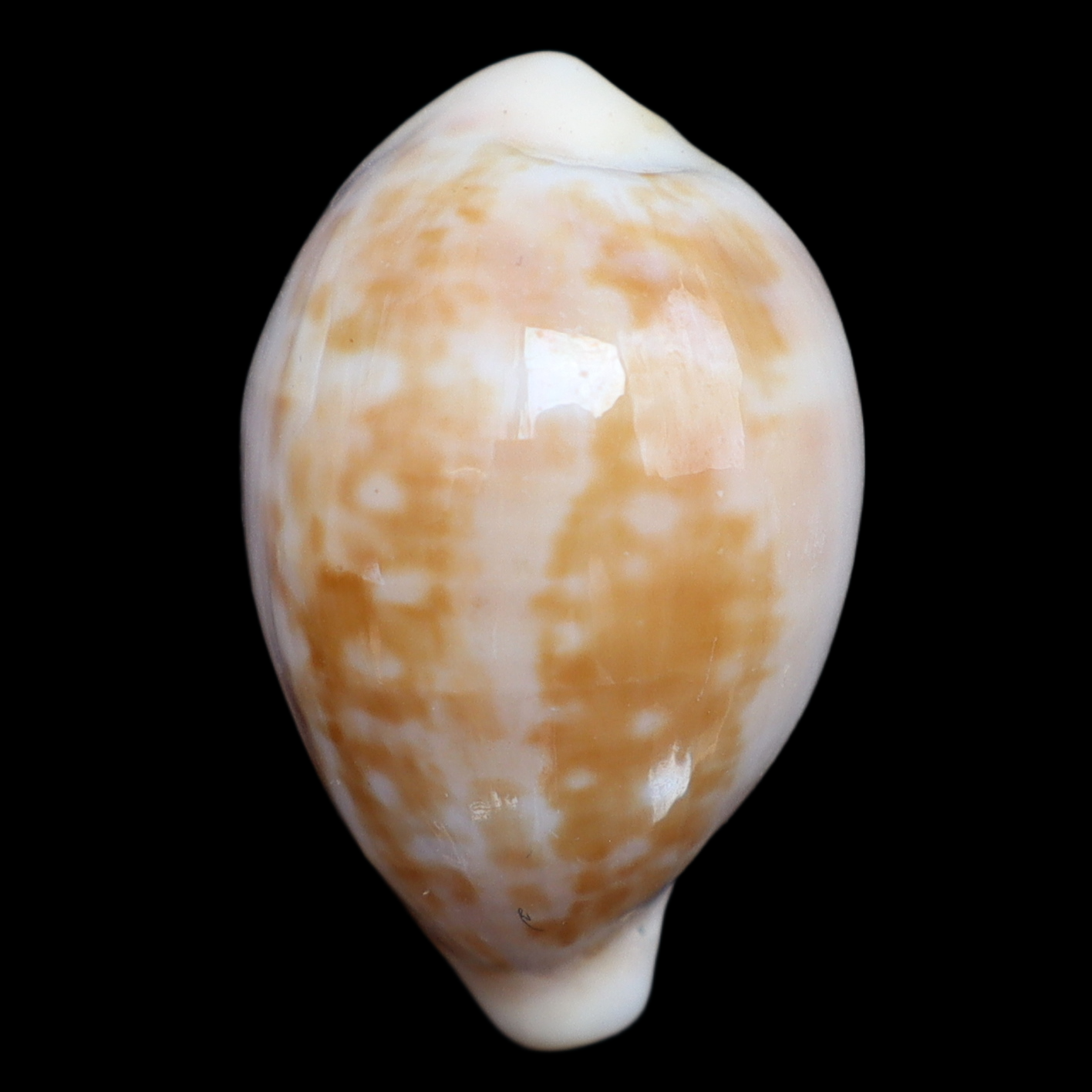 CY227 Zonaria angelicae