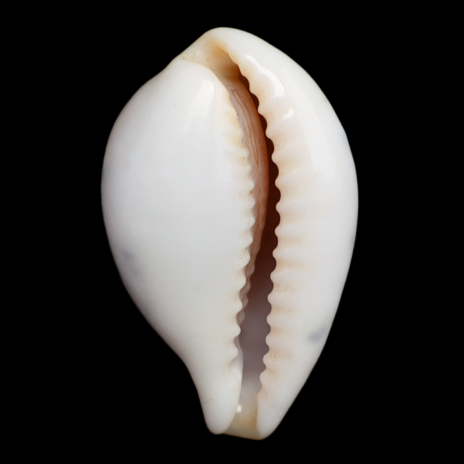 CY227 Zonaria angelicae