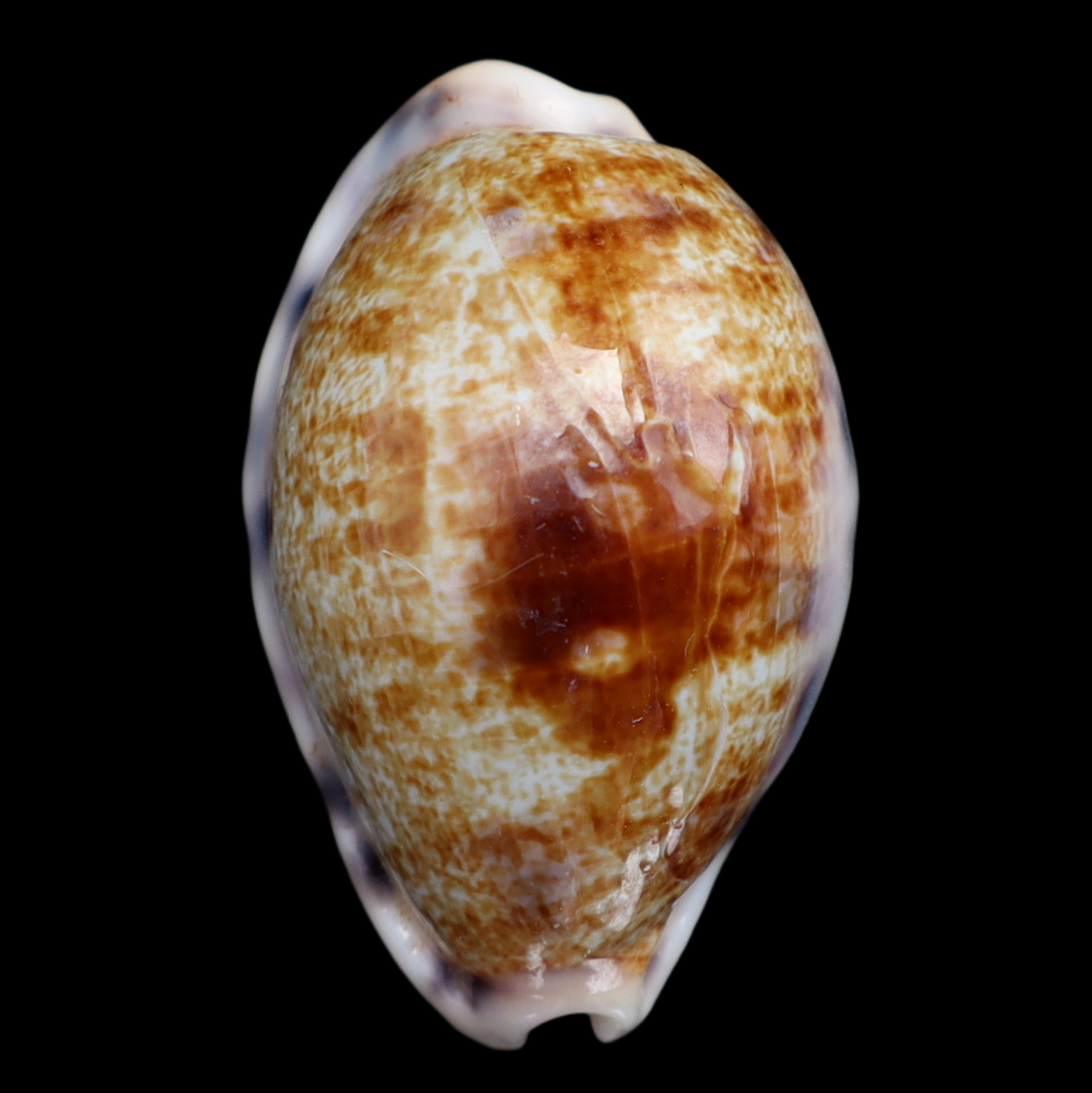 CY282 Talostolida pellucens sumeihoae