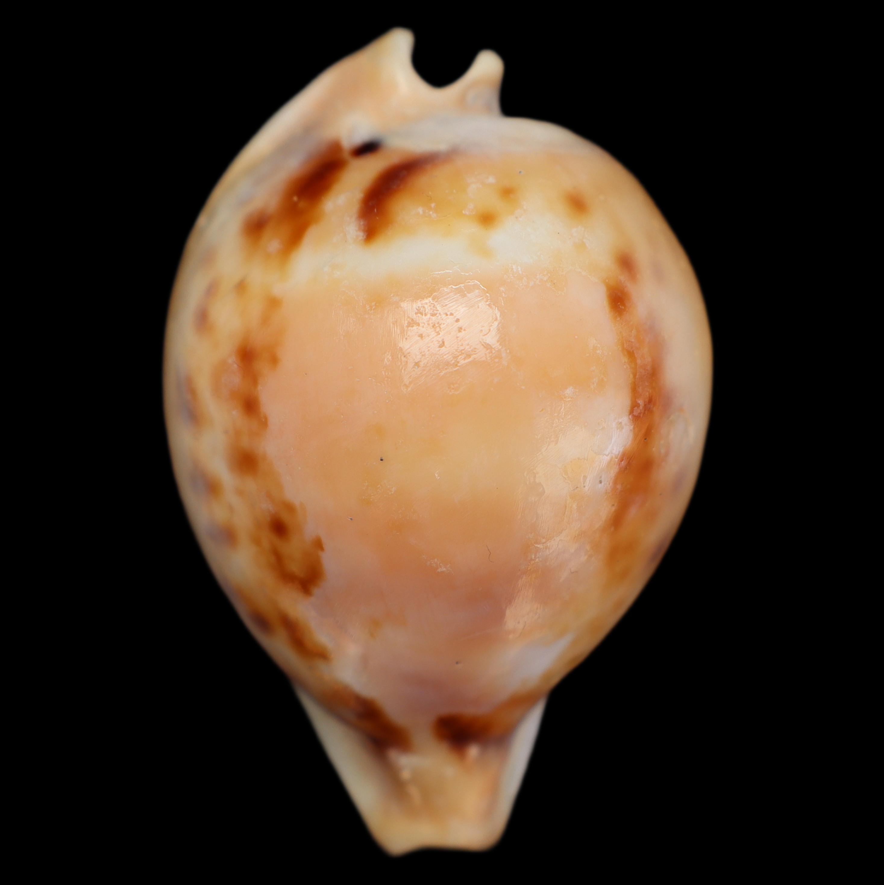 CY576 Nesiocypraea teramachii neocaledonica