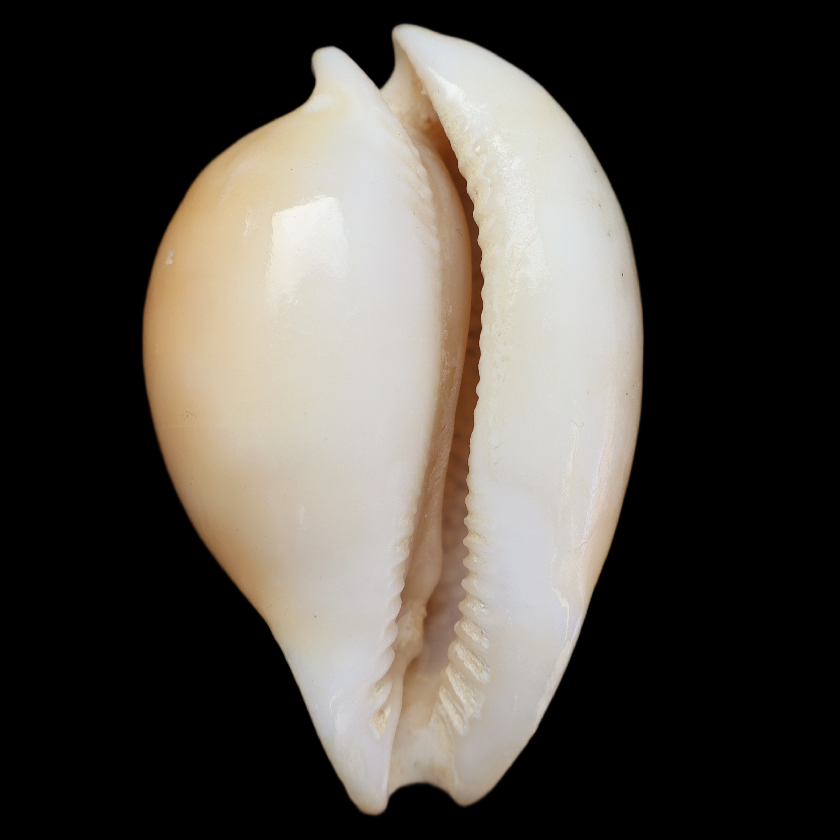 CY576 Nesiocypraea teramachii neocaledonica