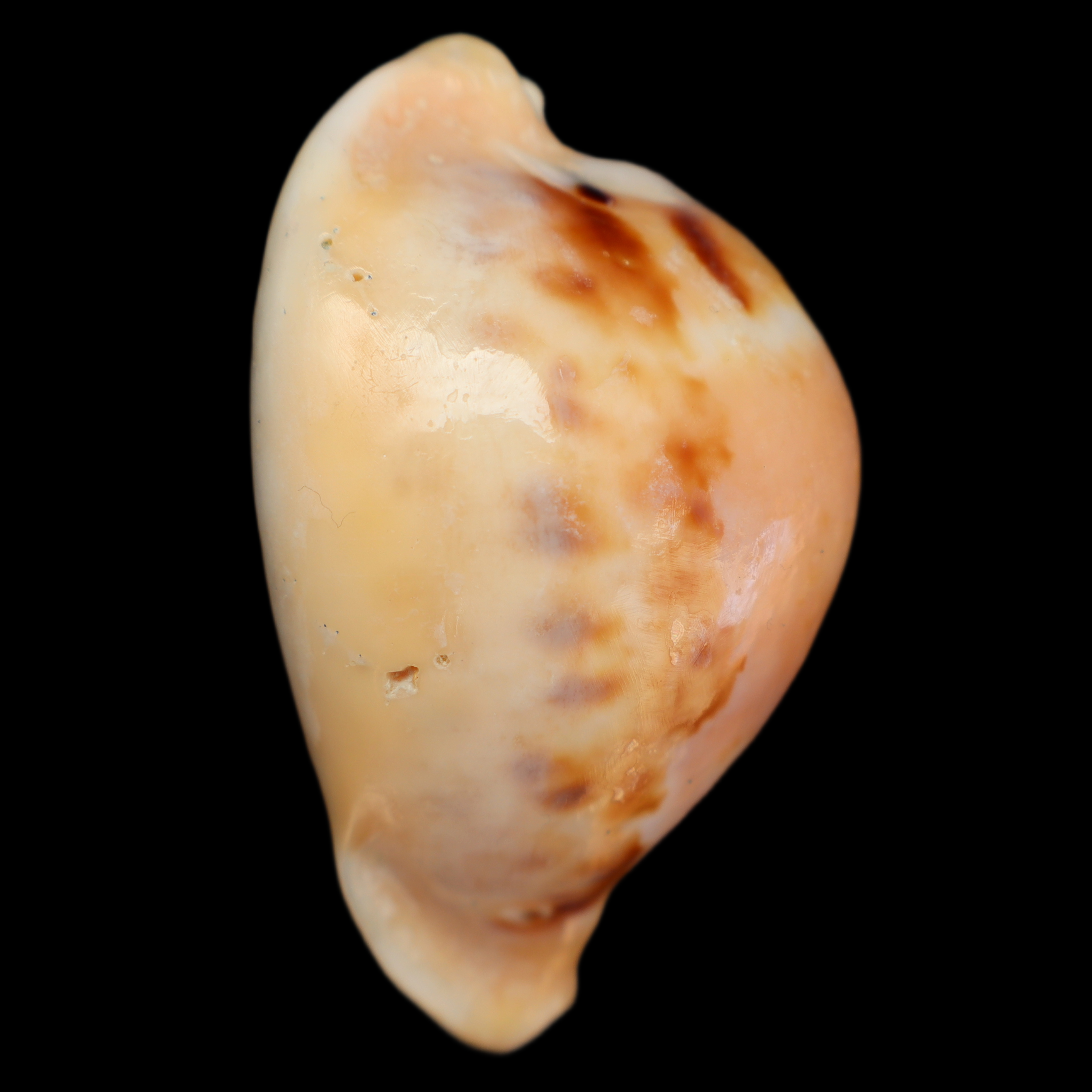CY576 Nesiocypraea teramachii neocaledonica