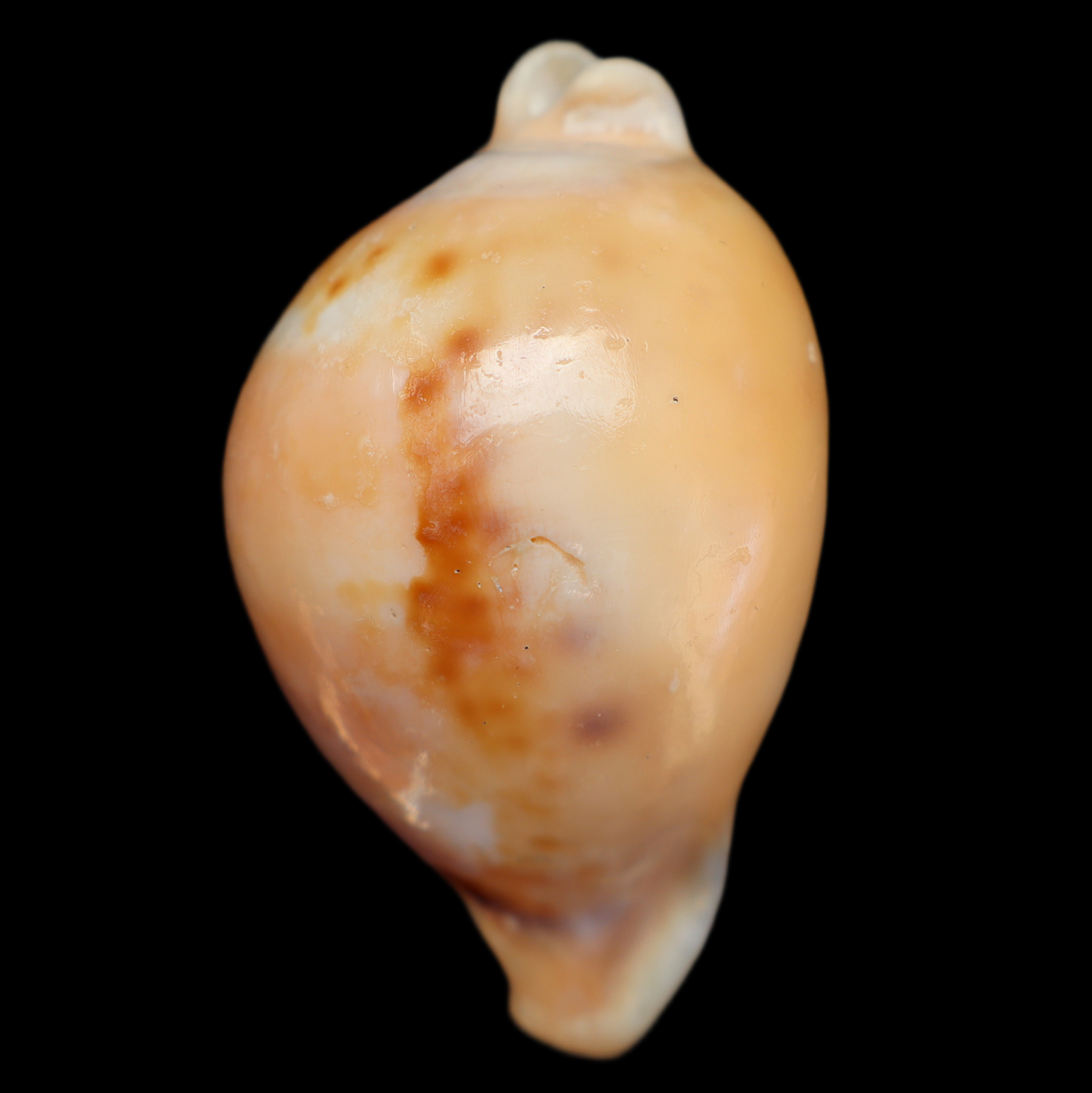 CY576 Nesiocypraea teramachii neocaledonica