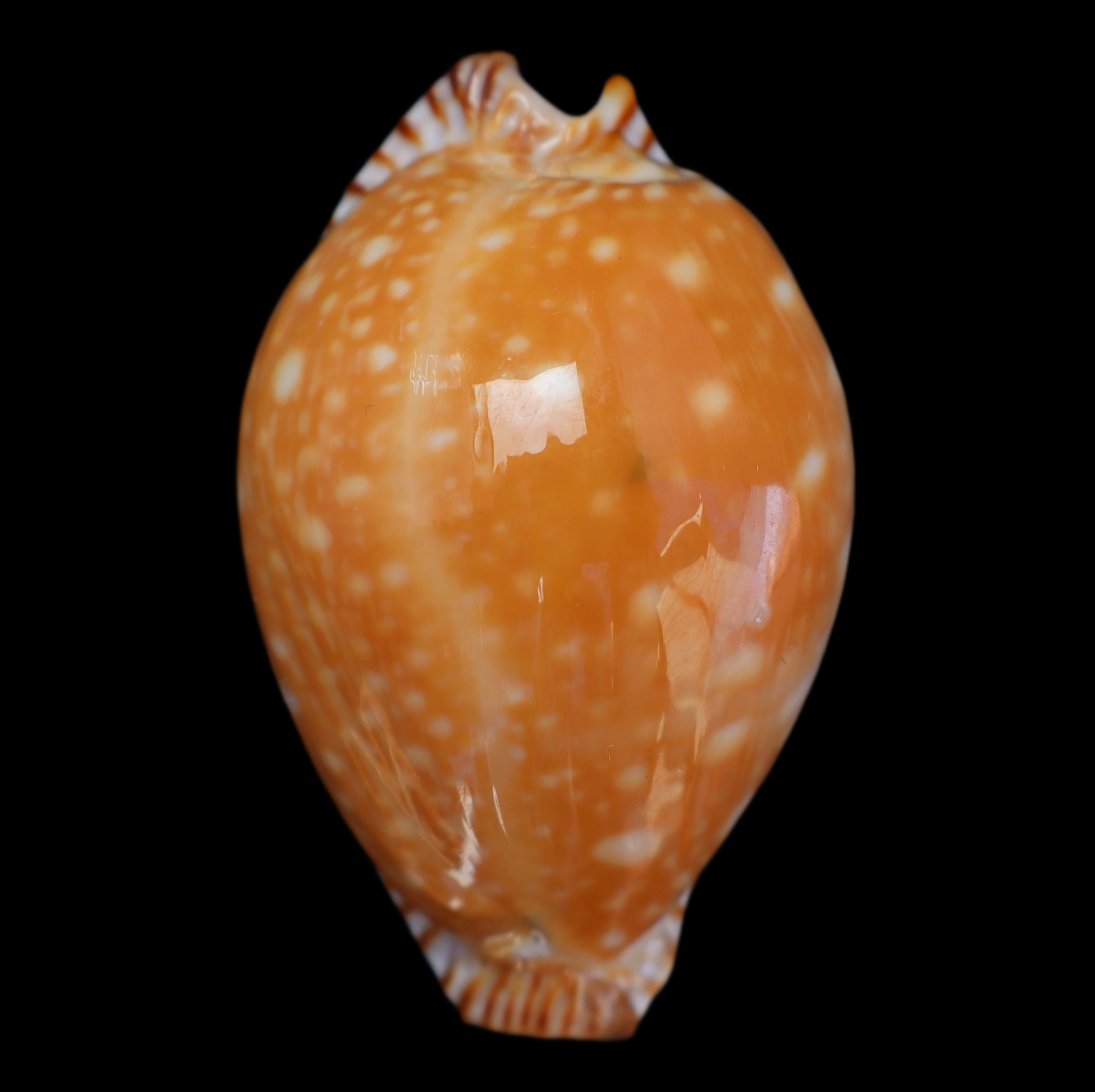 CY486 Perisserosa guttata azumai