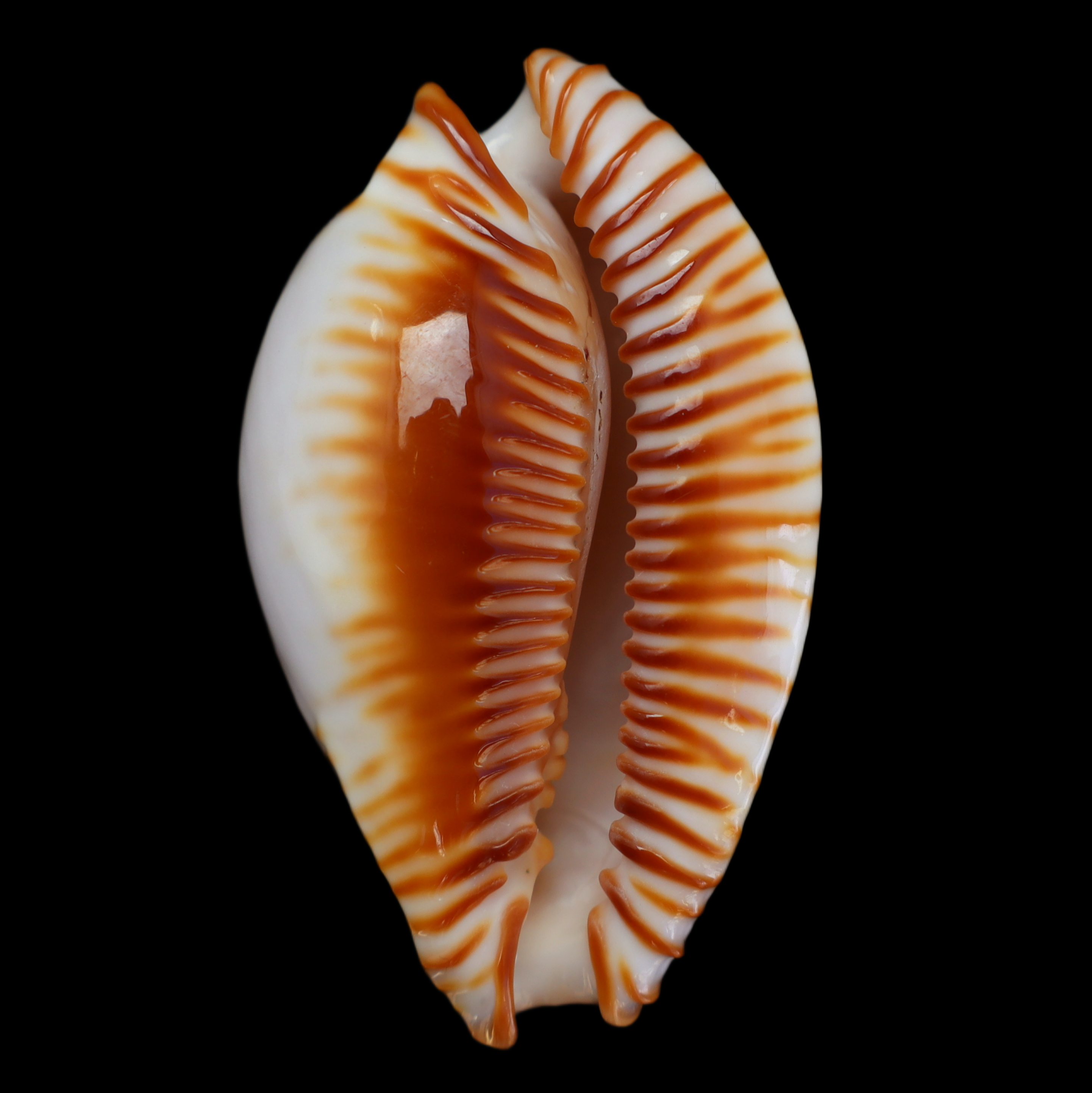 CY486 Perisserosa guttata azumai