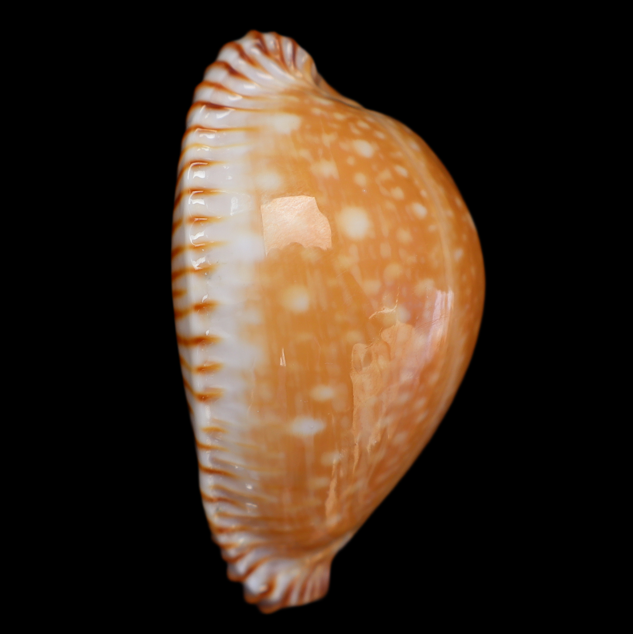 CY486 Perisserosa guttata azumai