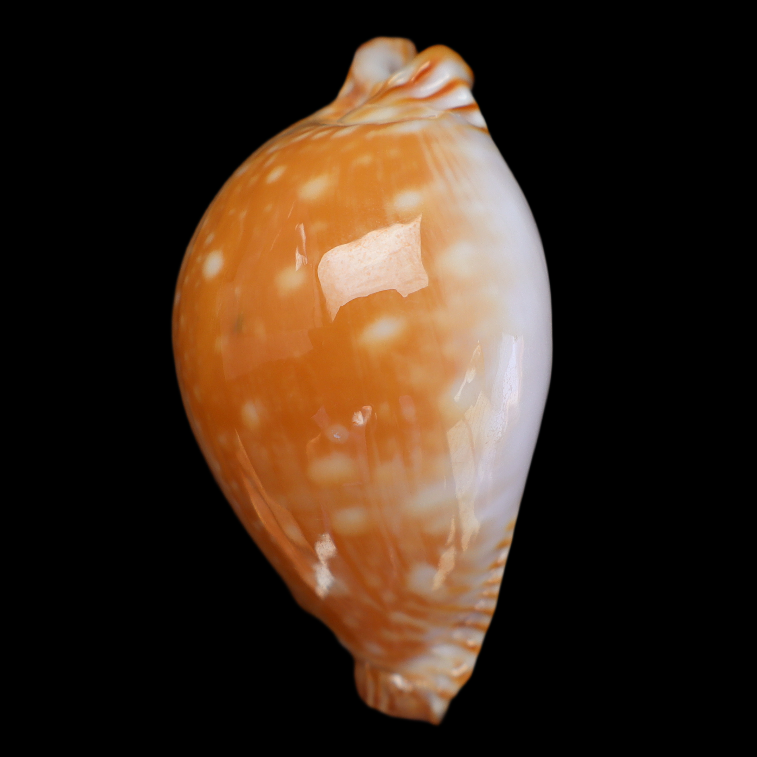 CY486 Perisserosa guttata azumai