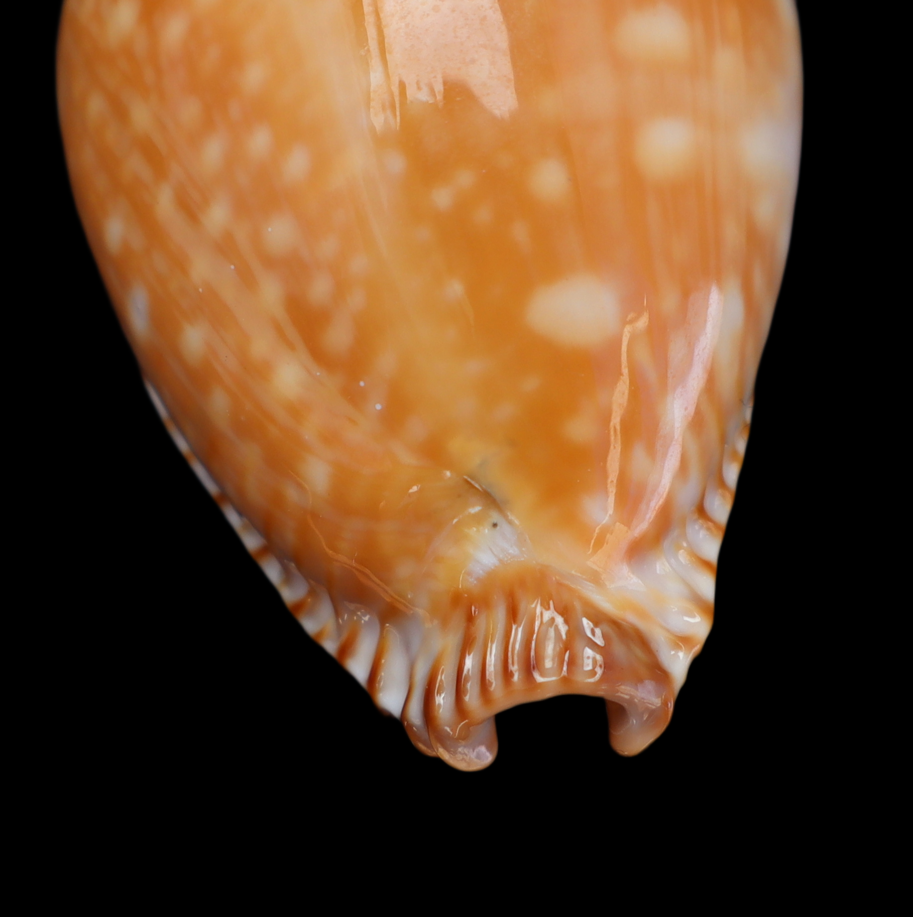 CY486 Perisserosa guttata azumai