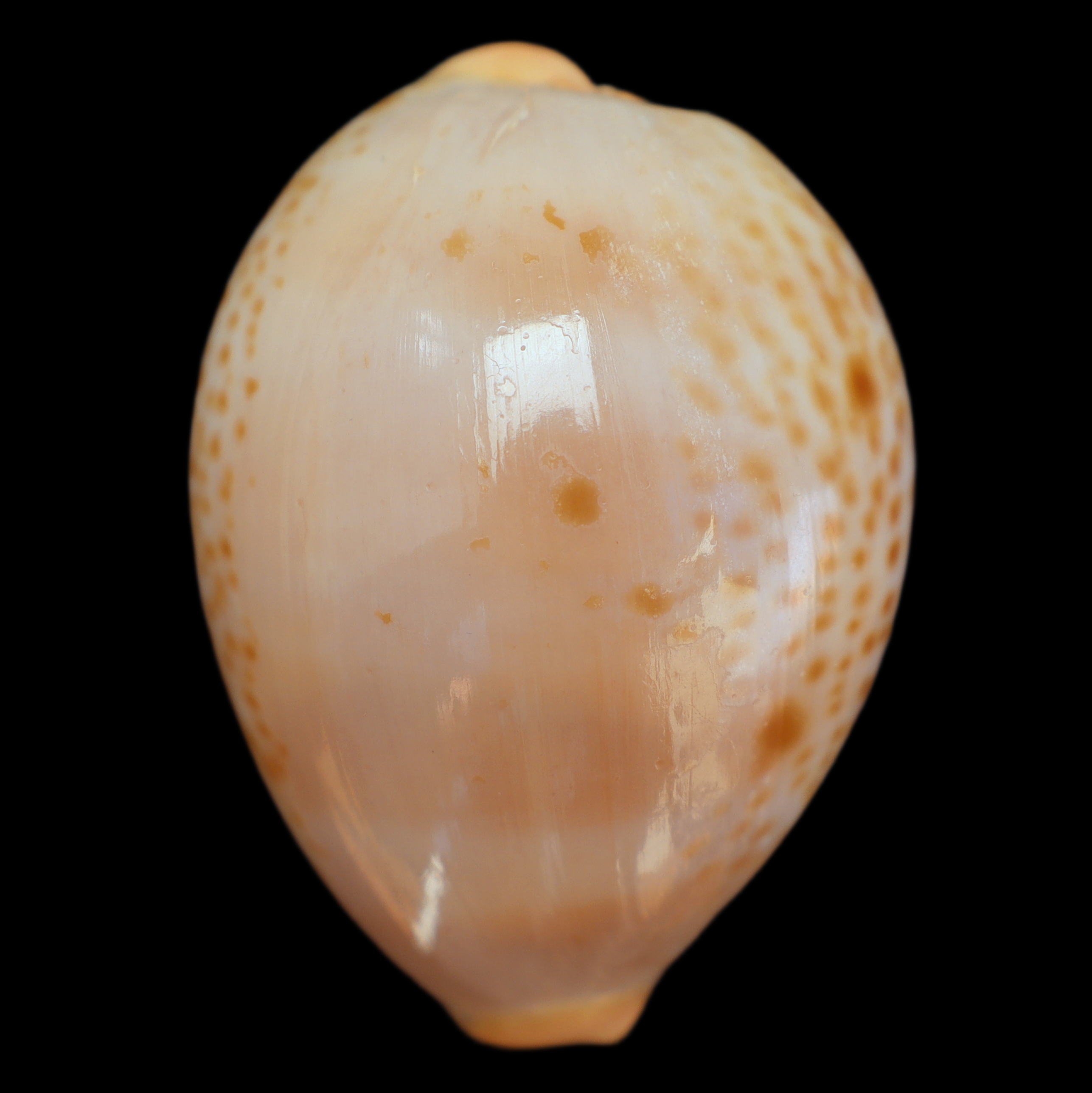 CY488 Raybaudia porteri f. nigromaculata
