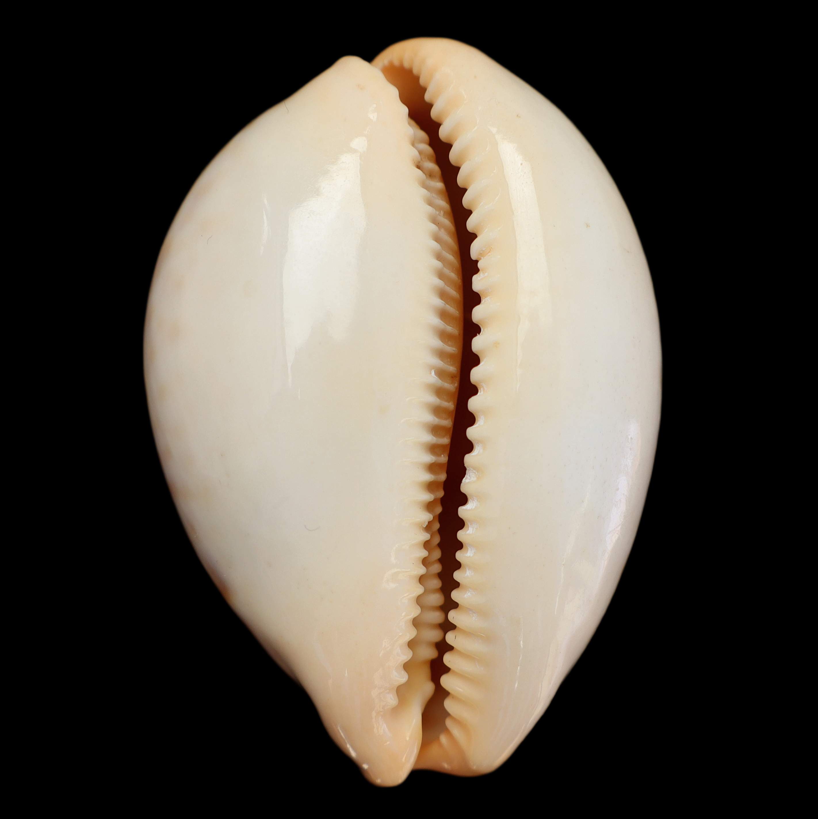 CY488 Raybaudia porteri f. nigromaculata