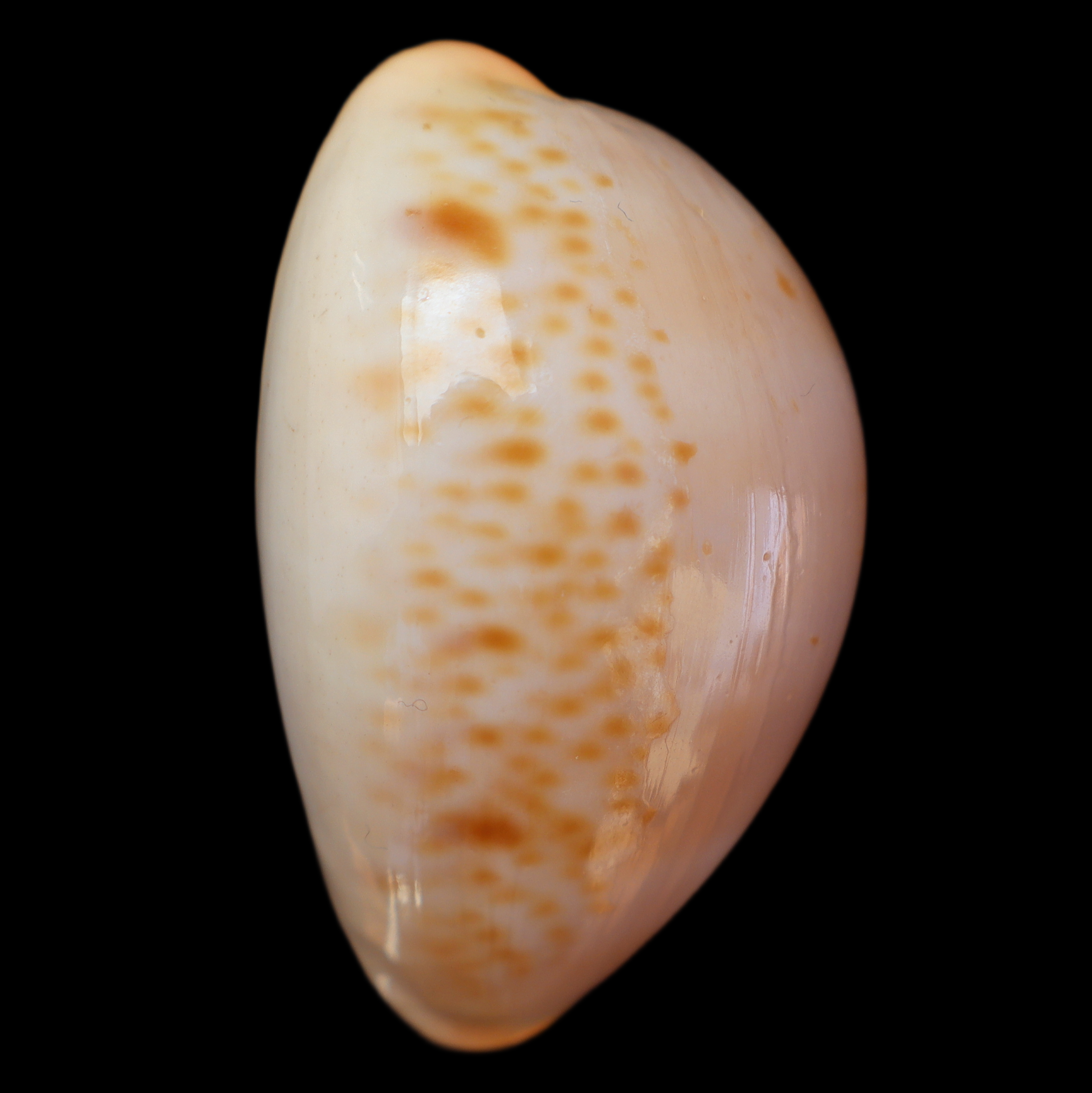 CY488 Raybaudia porteri f. nigromaculata