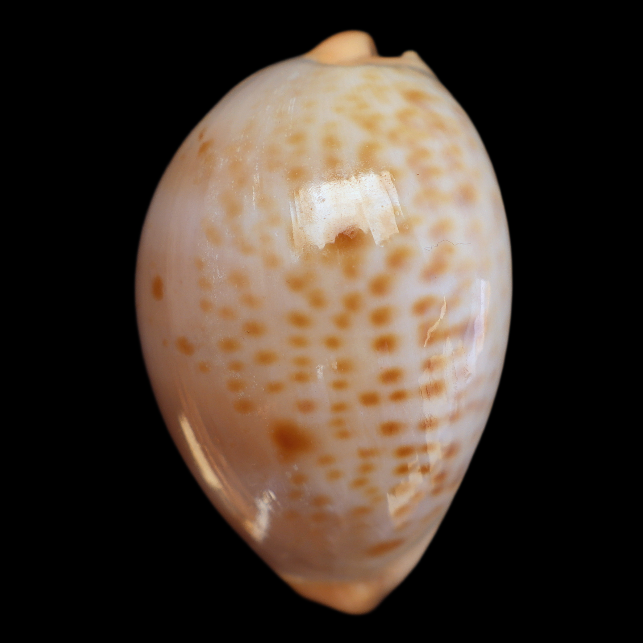 CY488 Raybaudia porteri f. nigromaculata
