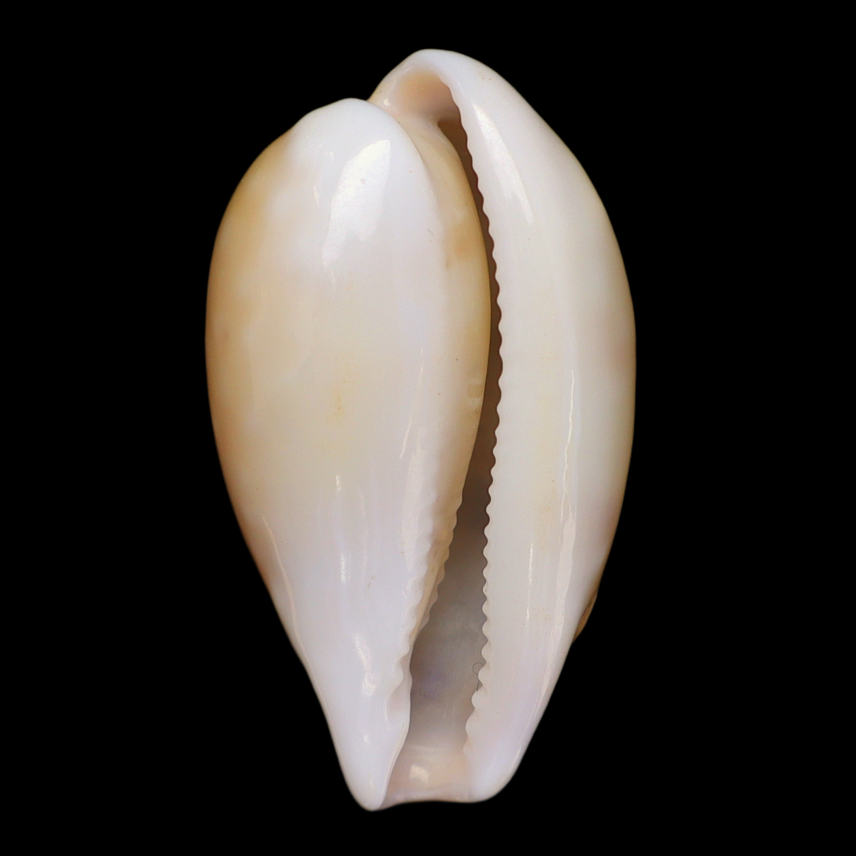 CY326 Schilderina ichnusa