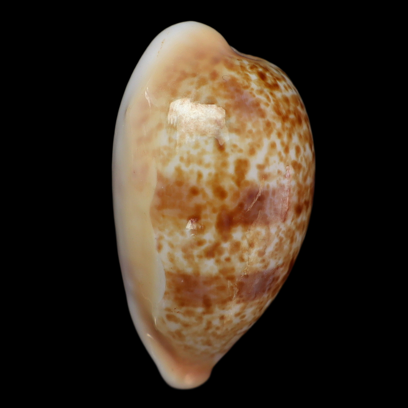 CY326 Schilderina ichnusa