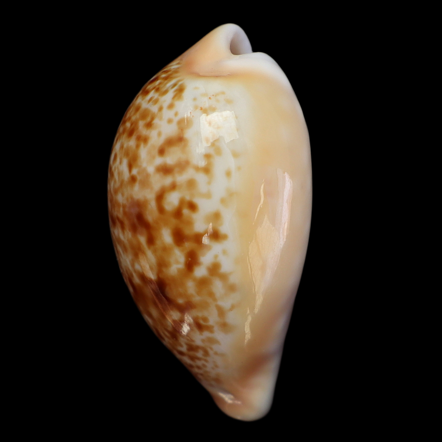 CY326 Schilderina ichnusa