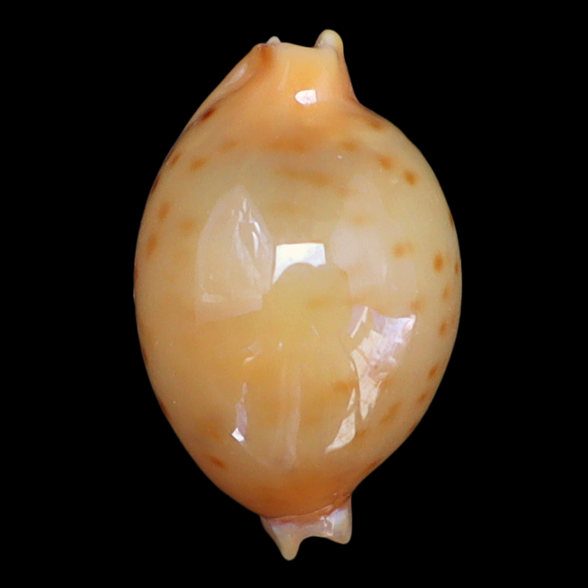 CY132 Pustularia marerubra