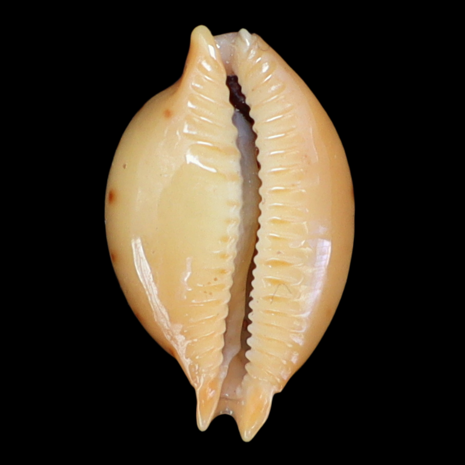 CY132 Pustularia marerubra