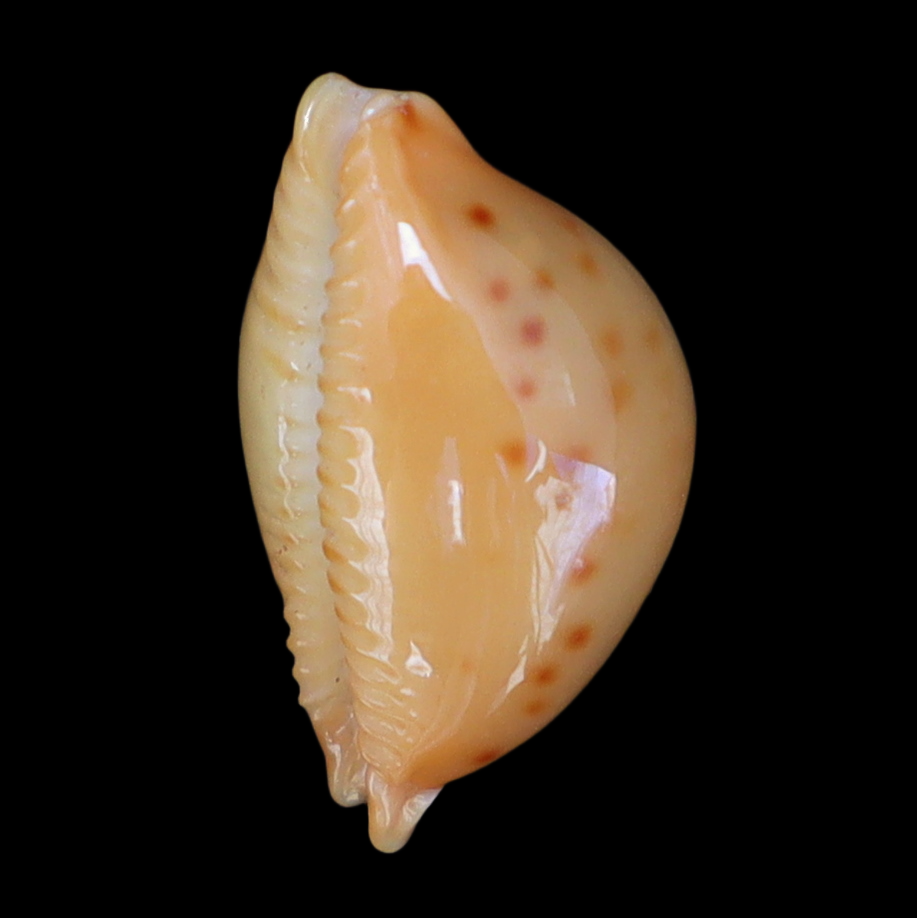 CY132 Pustularia marerubra