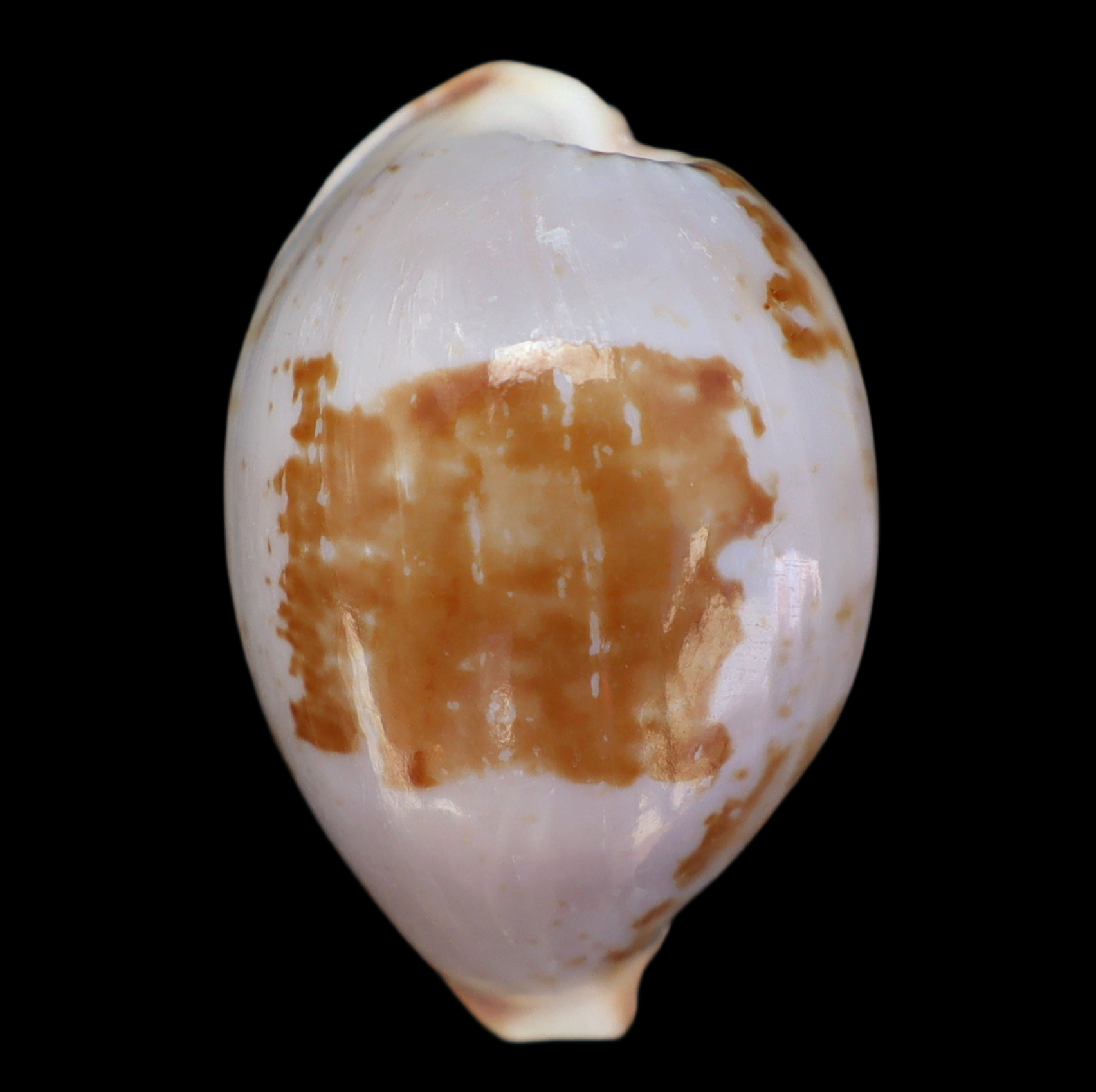 CY275 Bistolida clavicola brianoi