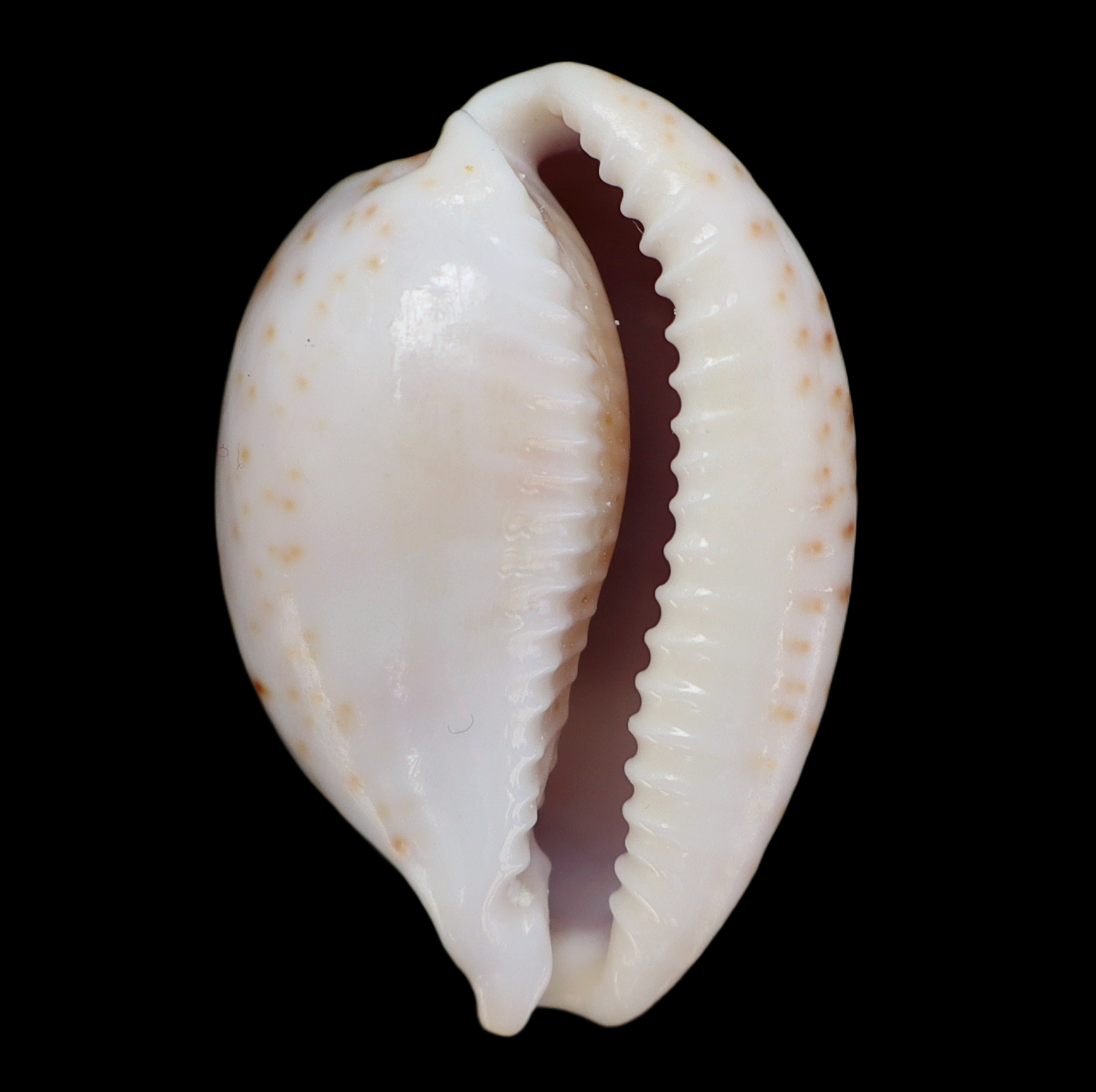 CY275 Bistolida clavicola brianoi