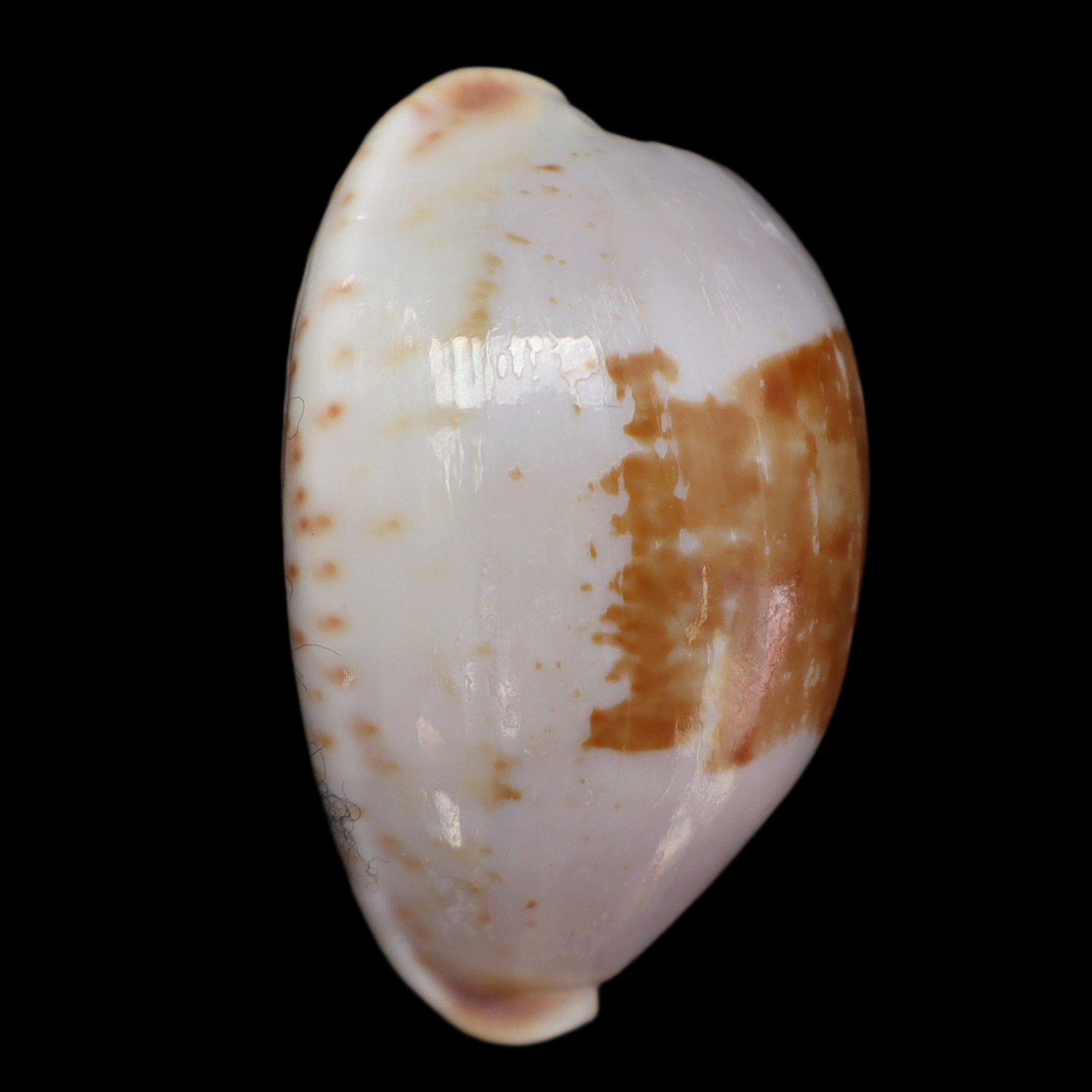 CY275 Bistolida clavicola brianoi