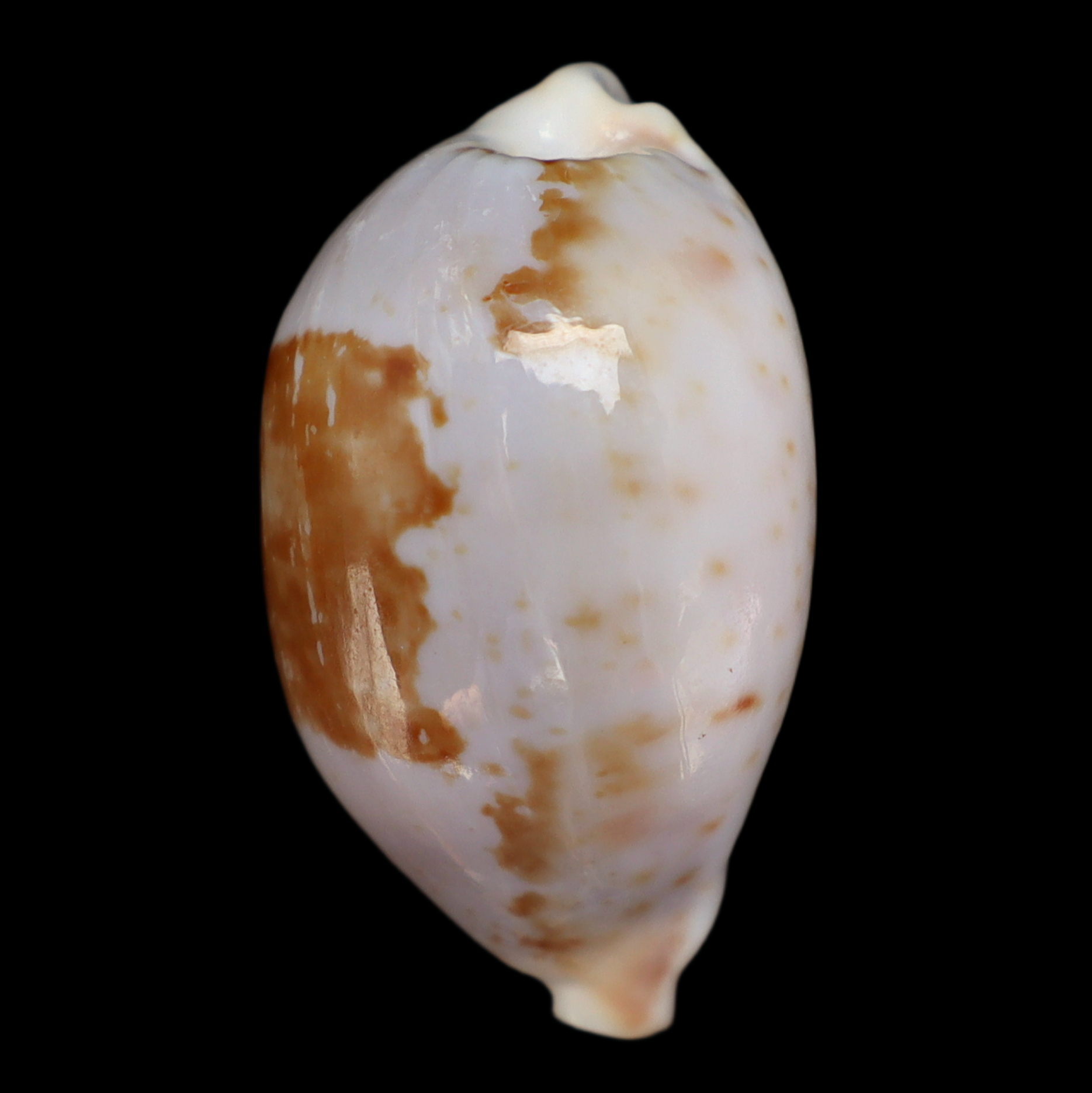 CY275 Bistolida clavicola brianoi