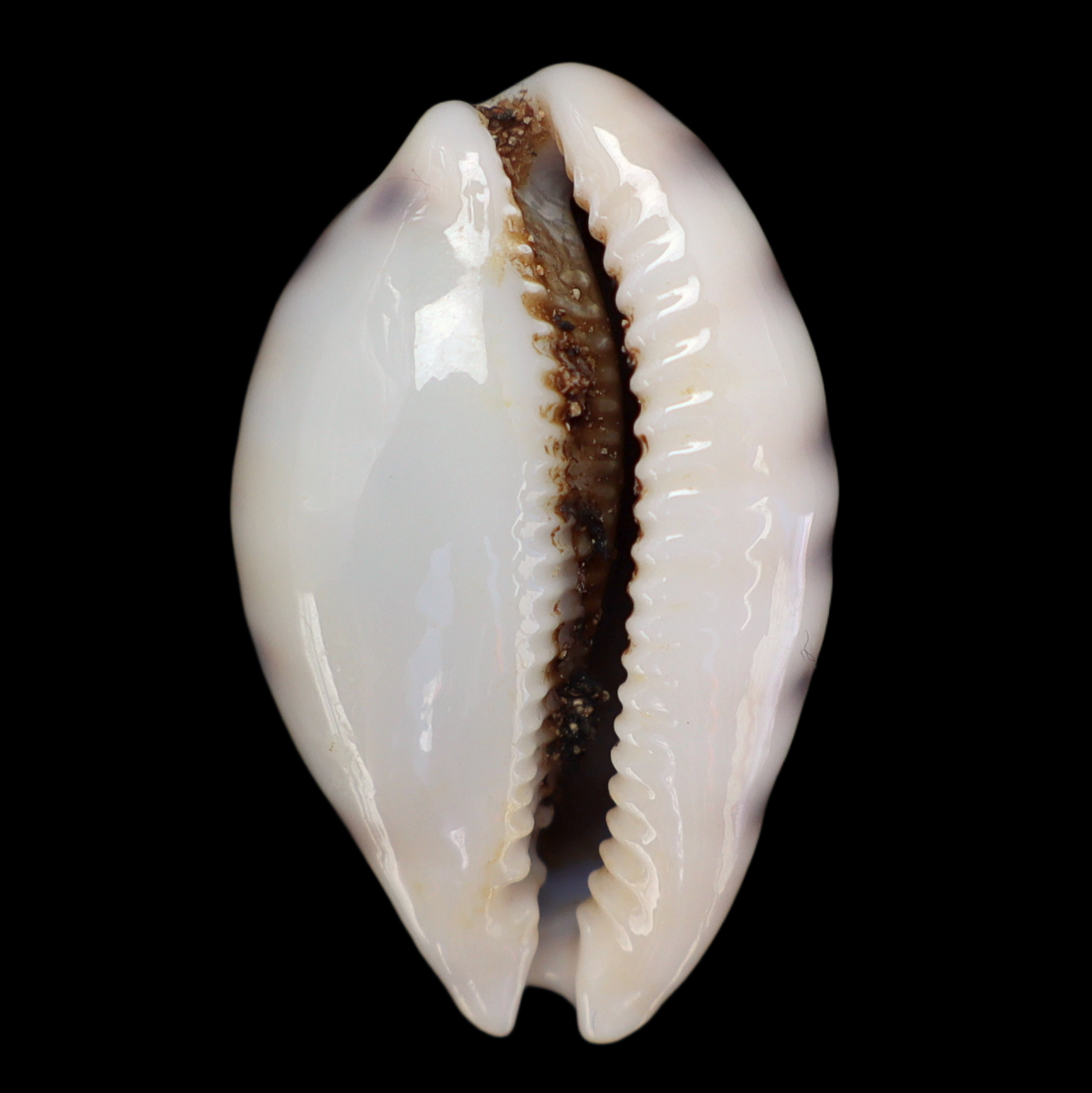 CY282 Talostolida pellucens sumeihoae