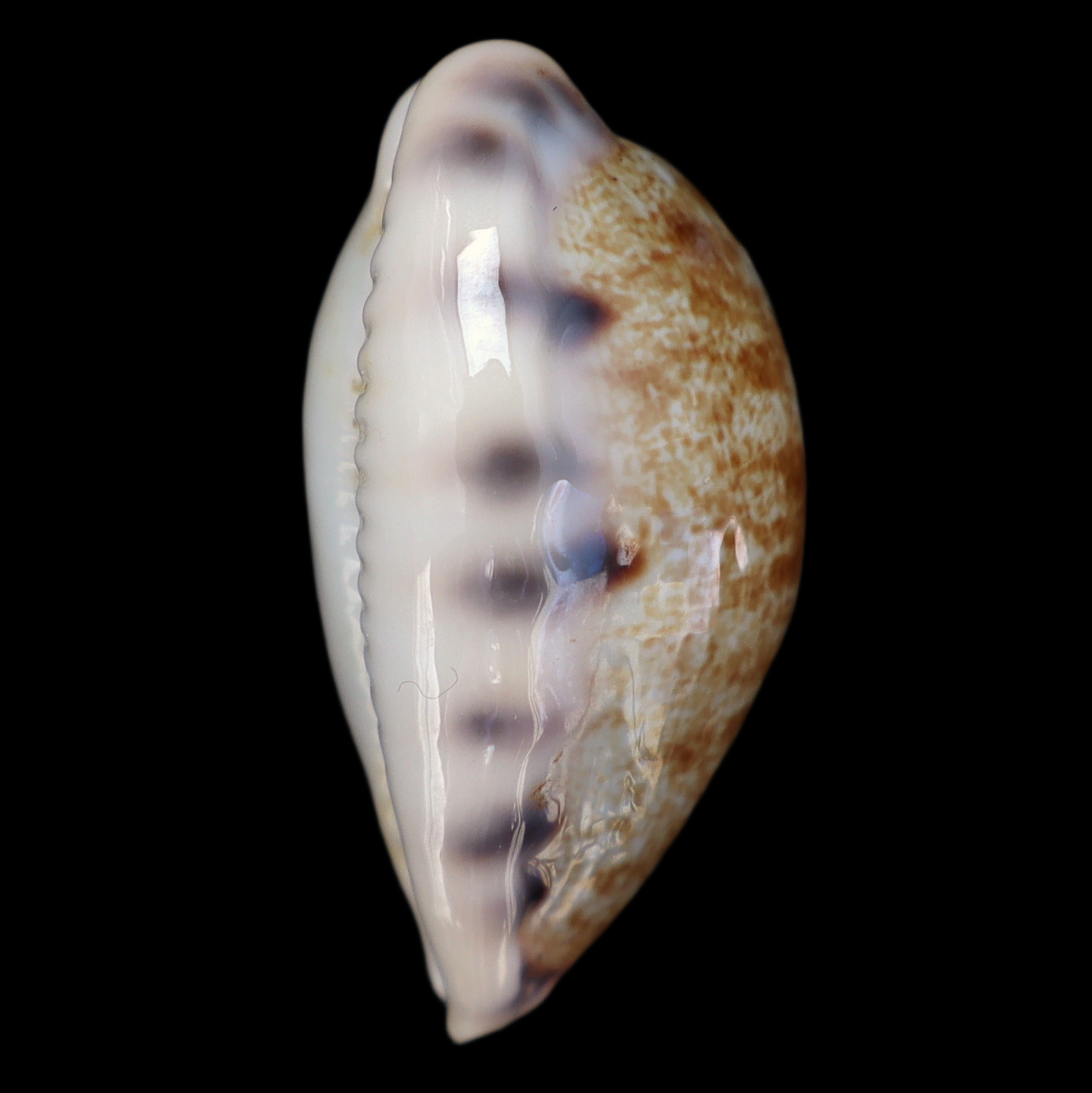 CY282 Talostolida pellucens sumeihoae