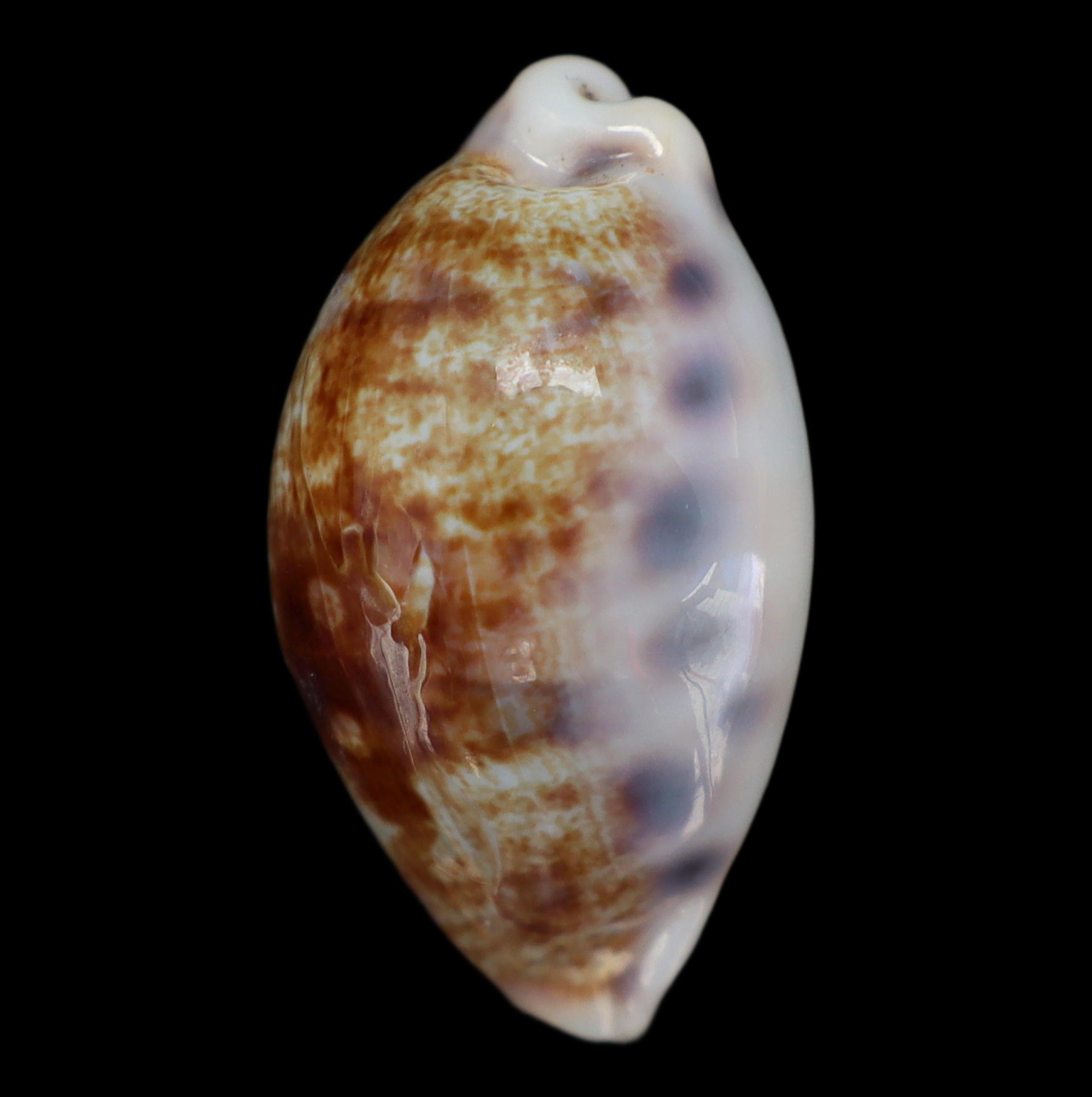 CY282 Talostolida pellucens sumeihoae