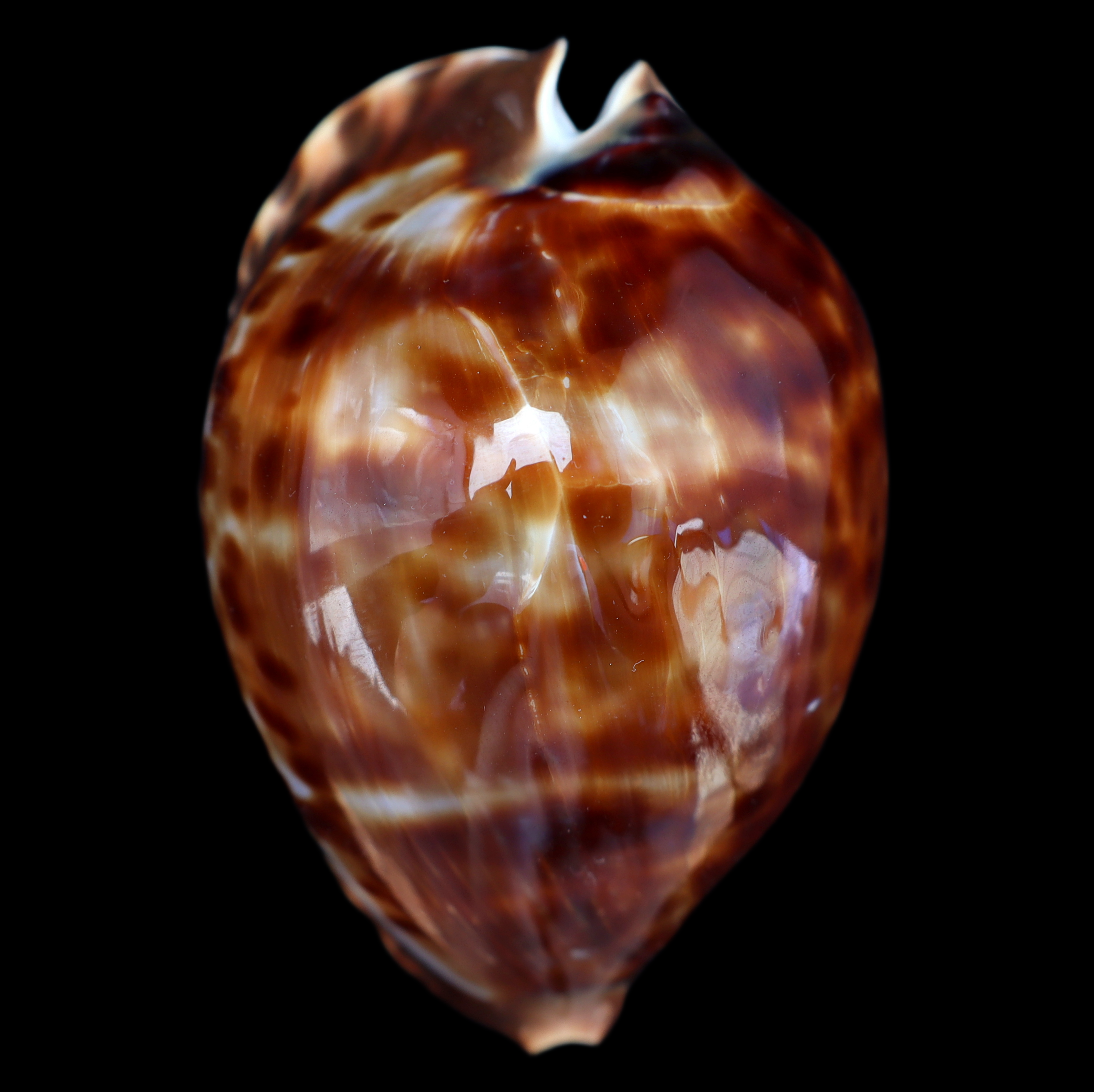 CY827 Zoila friendii vercoi