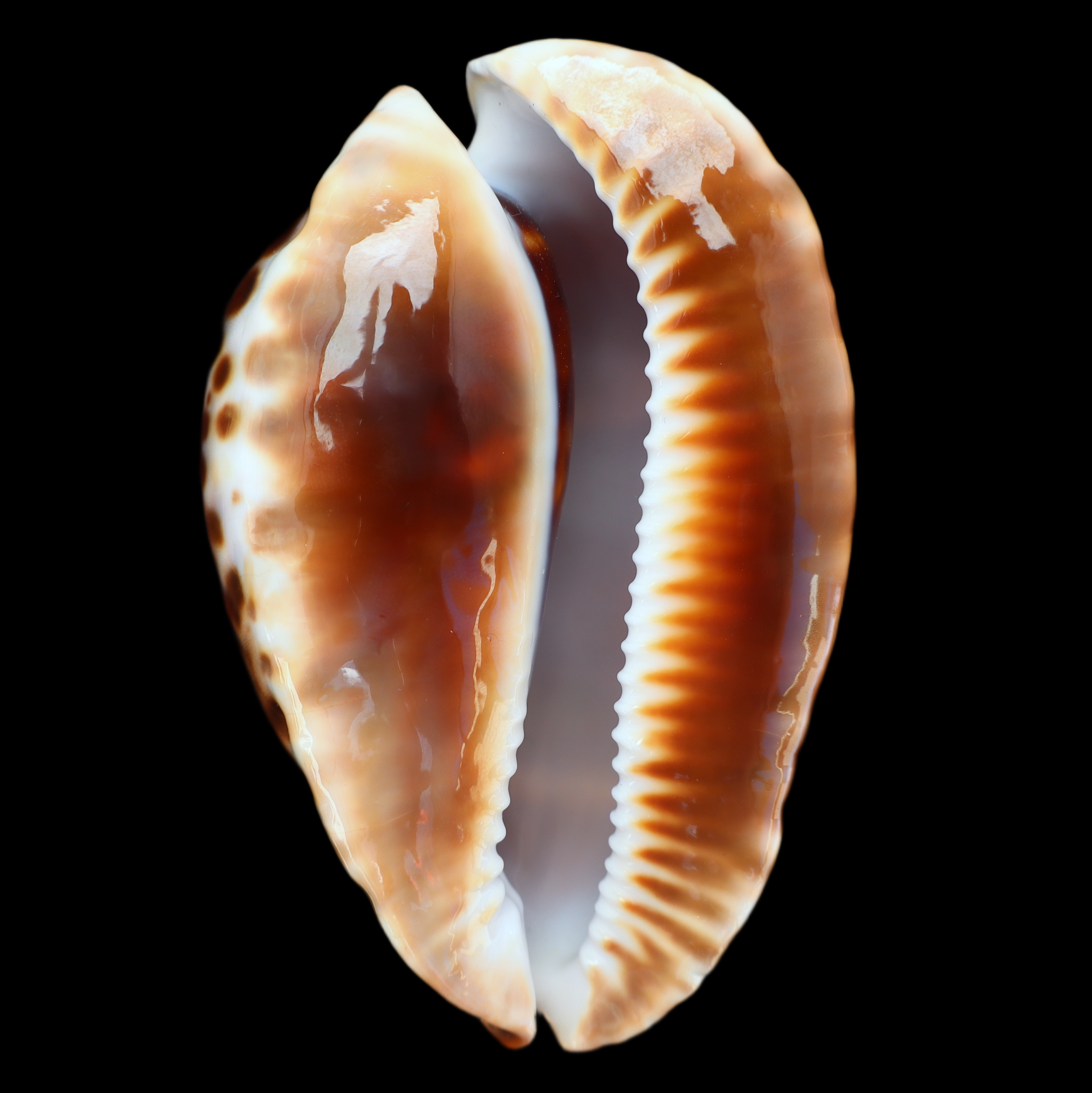 CY827 Zoila friendii vercoi