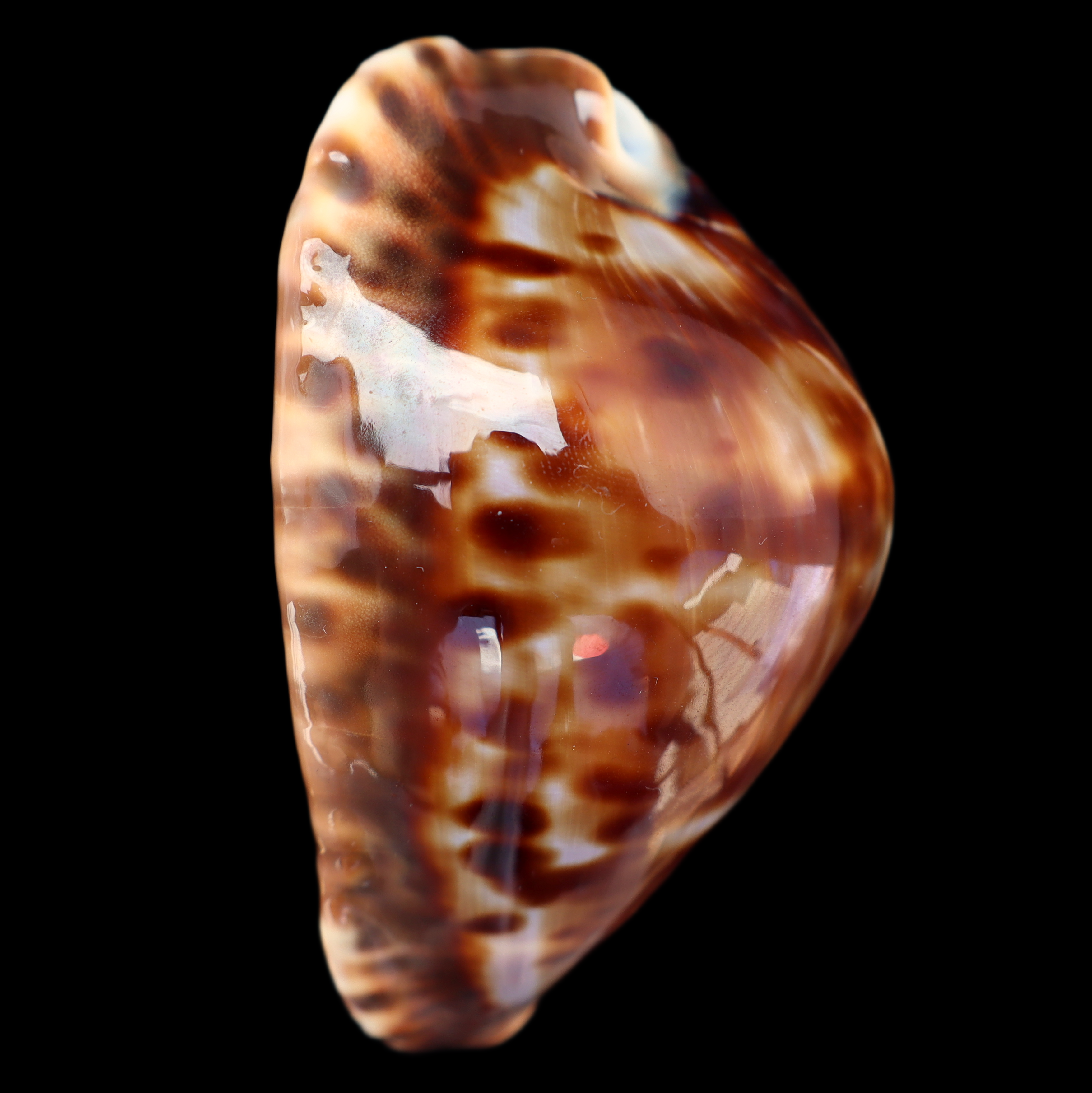 CY827 Zoila friendii vercoi