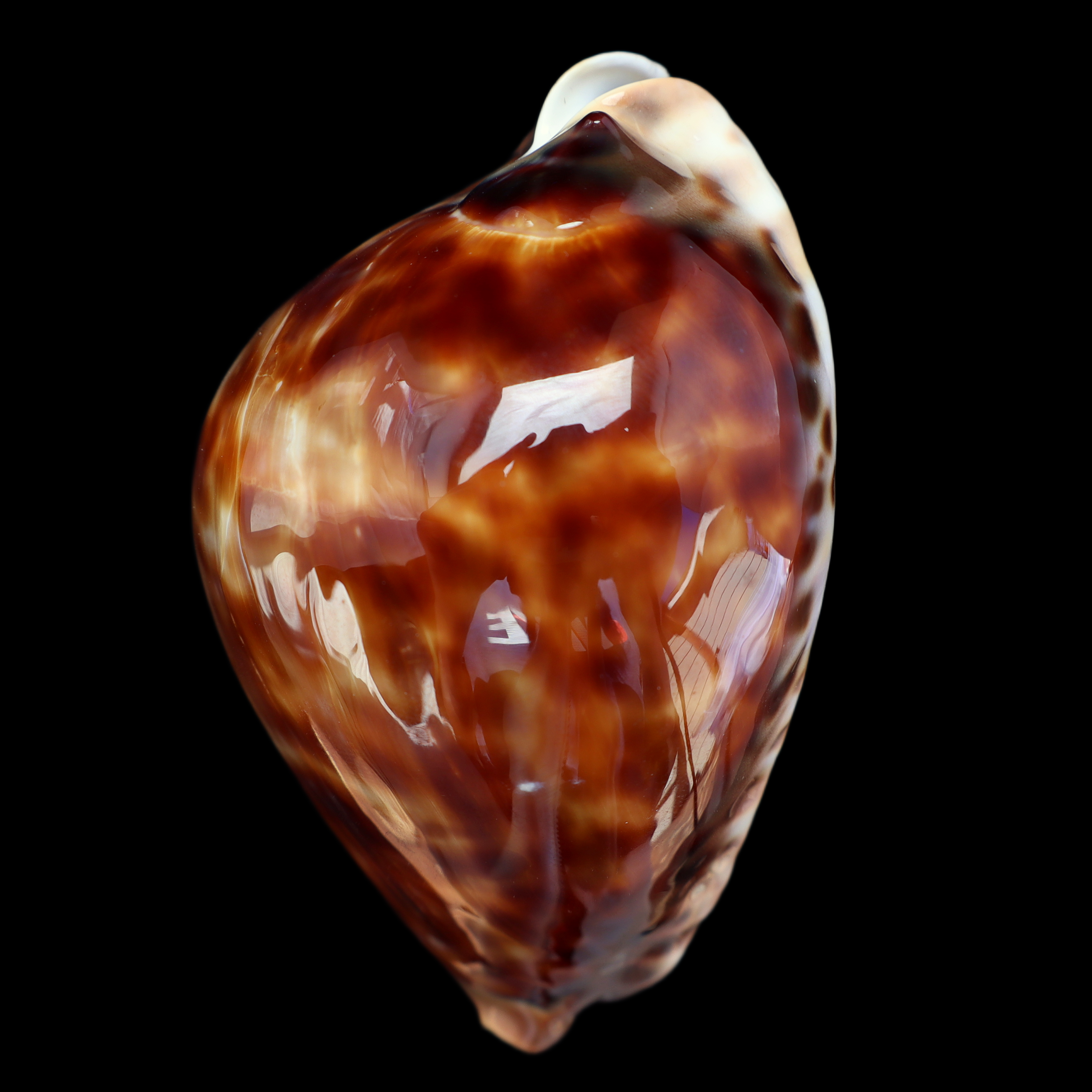 CY827 Zoila friendii vercoi