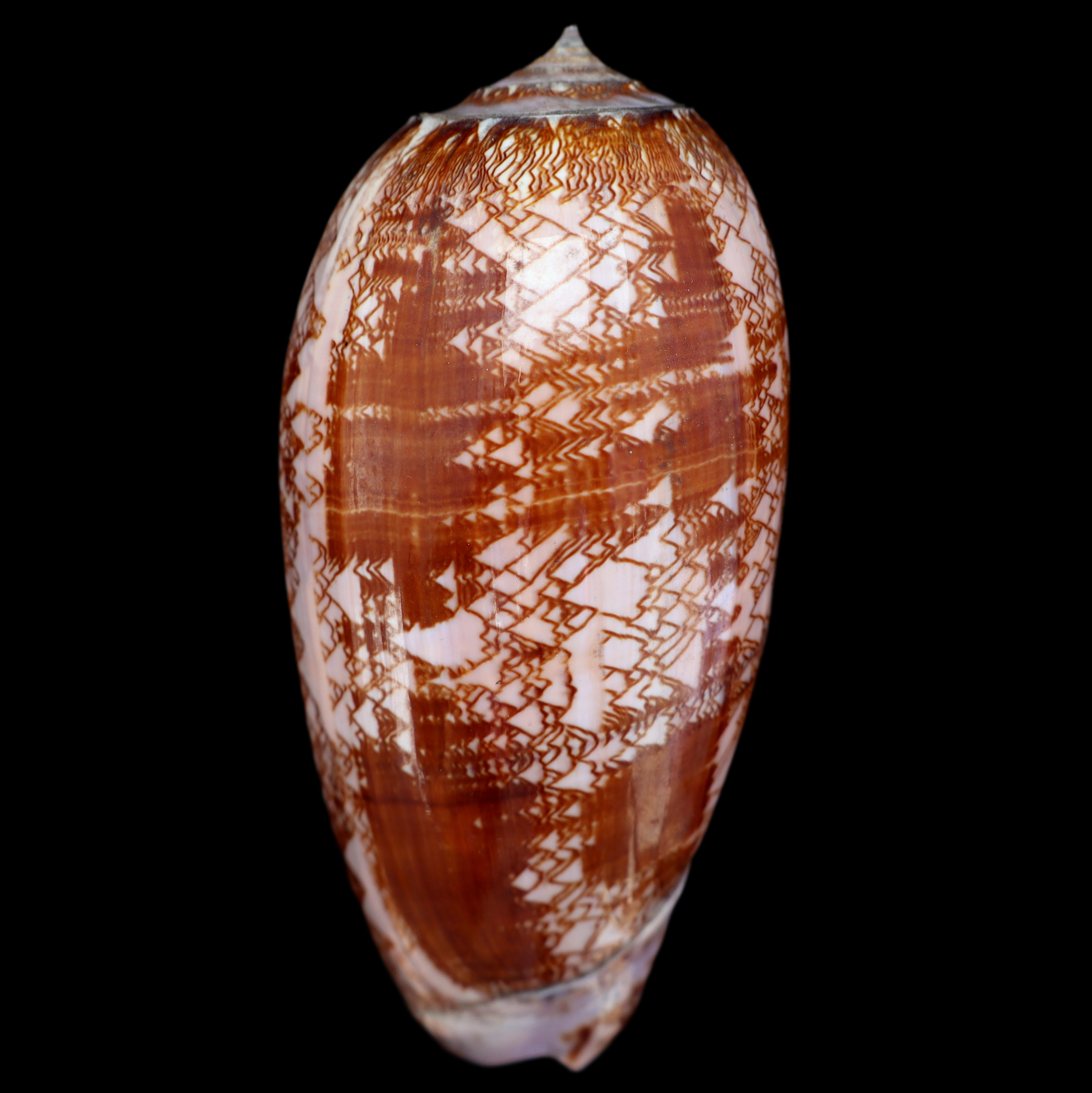 OL106 Oliva porphyria